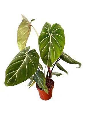 philodendron gloriosum (özel tür)
