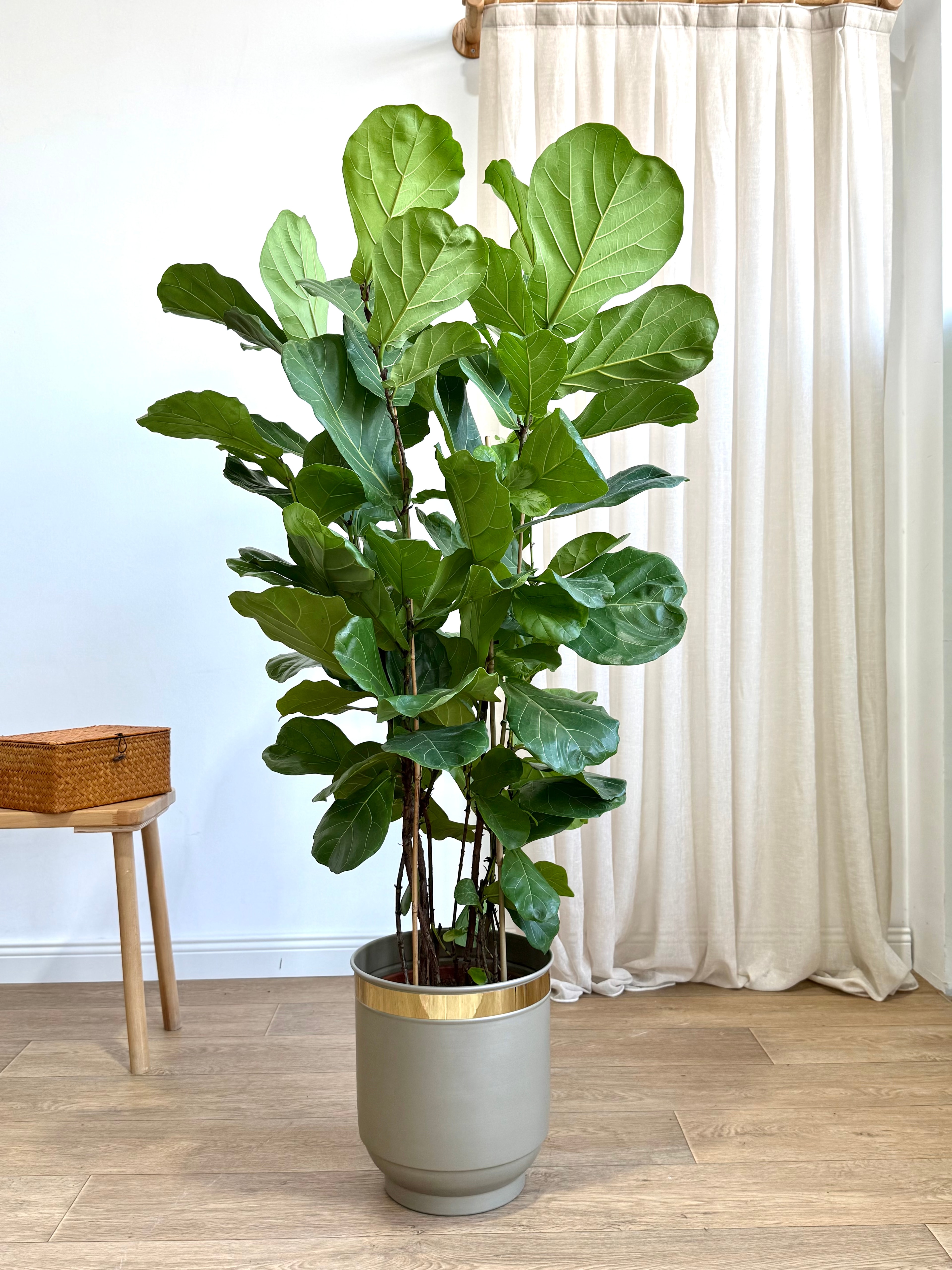 Ficus Lyrata Dört Köklü (keman yapraklı kauçuk )130-140 cm