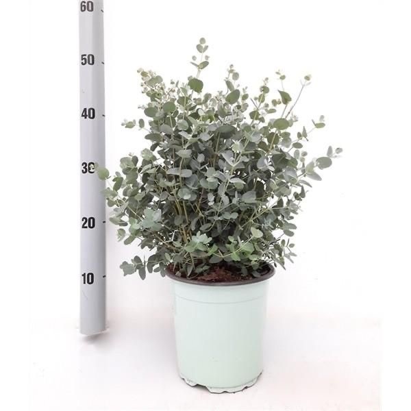 Eucalyptus Cinerea (Okaliptüs)