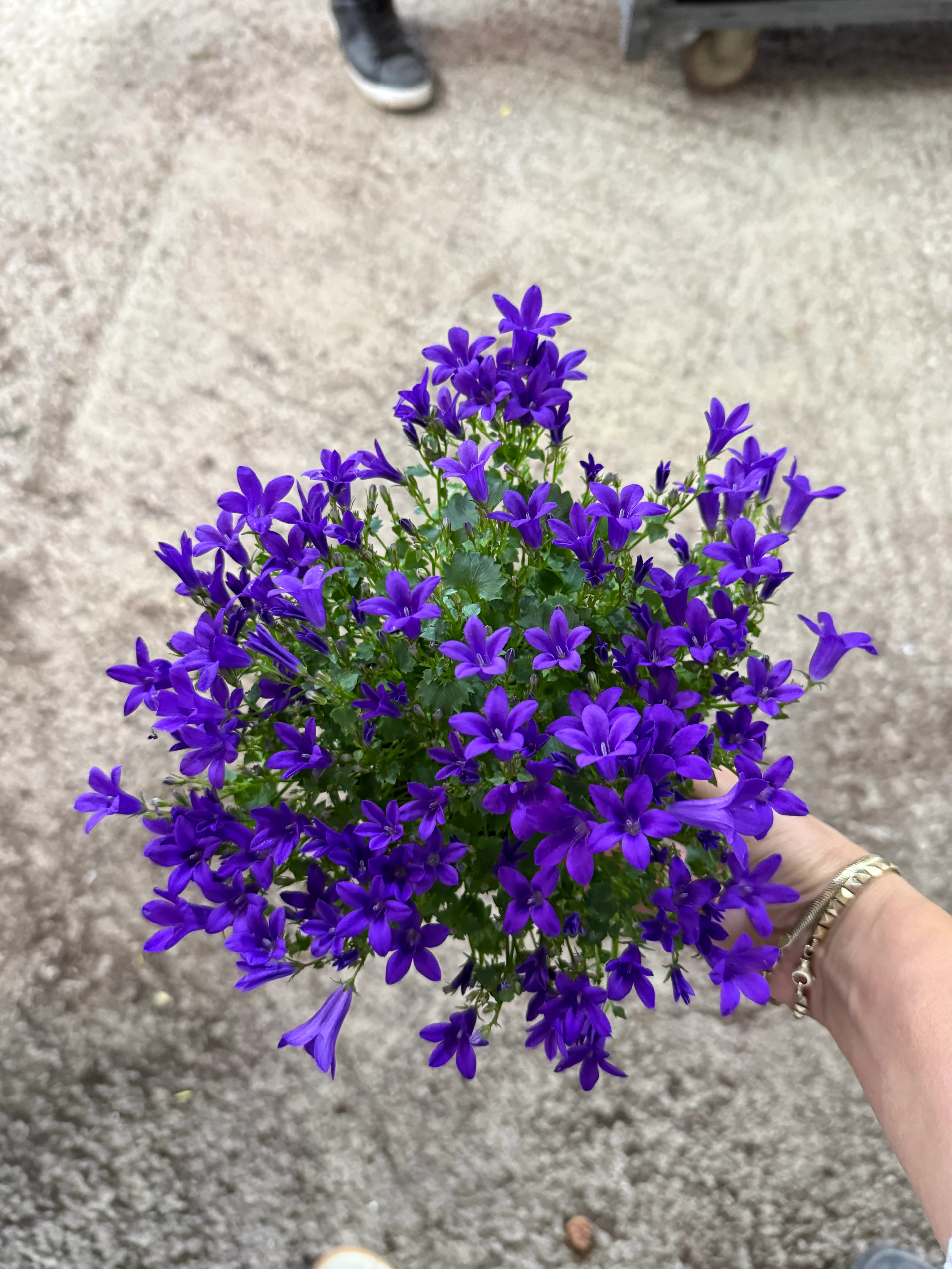 Campanula (Çan Çiçeği)