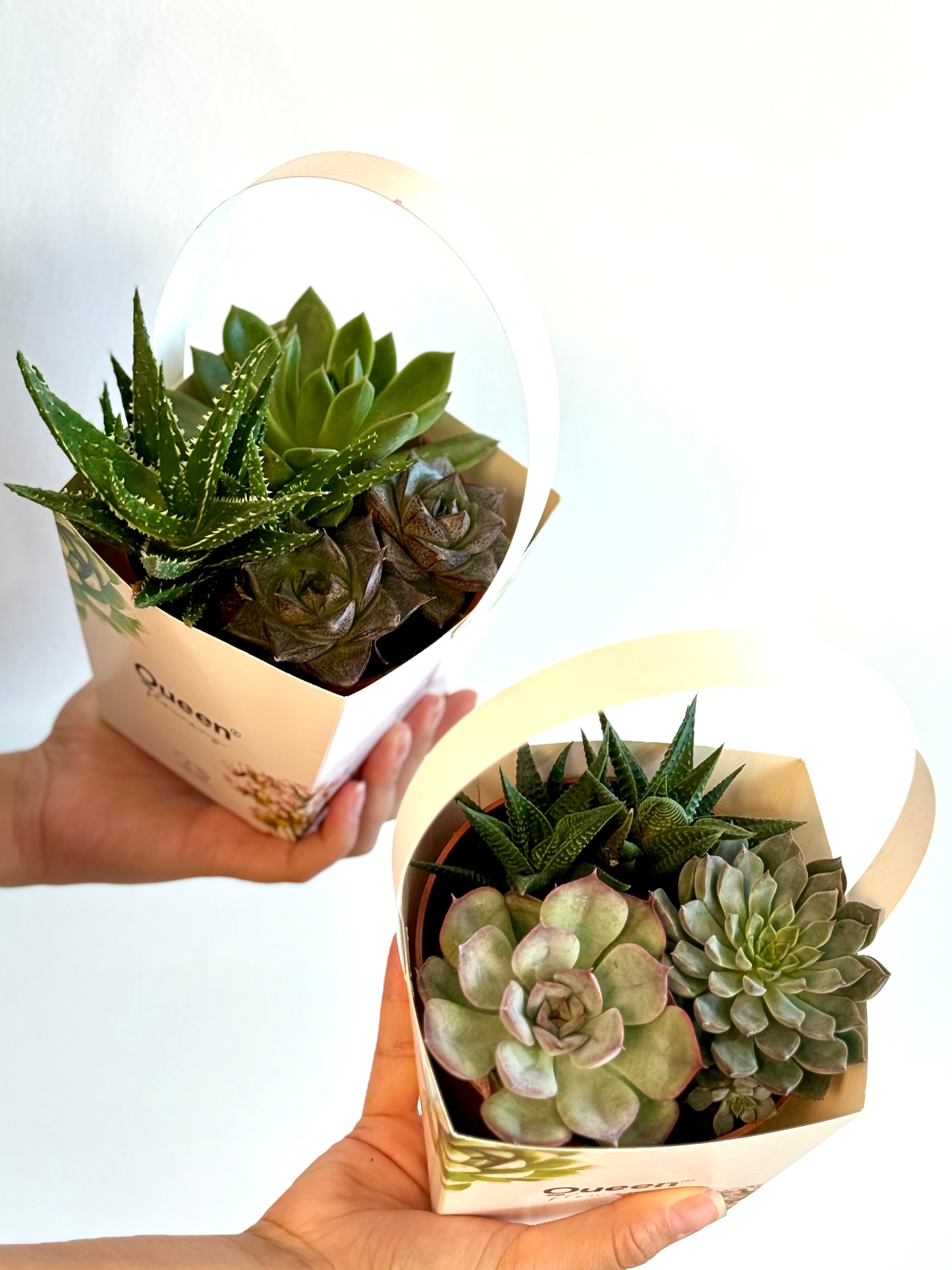 Mix Sukulent – 12 cm Saksıda, Özel Karton Kutusunda