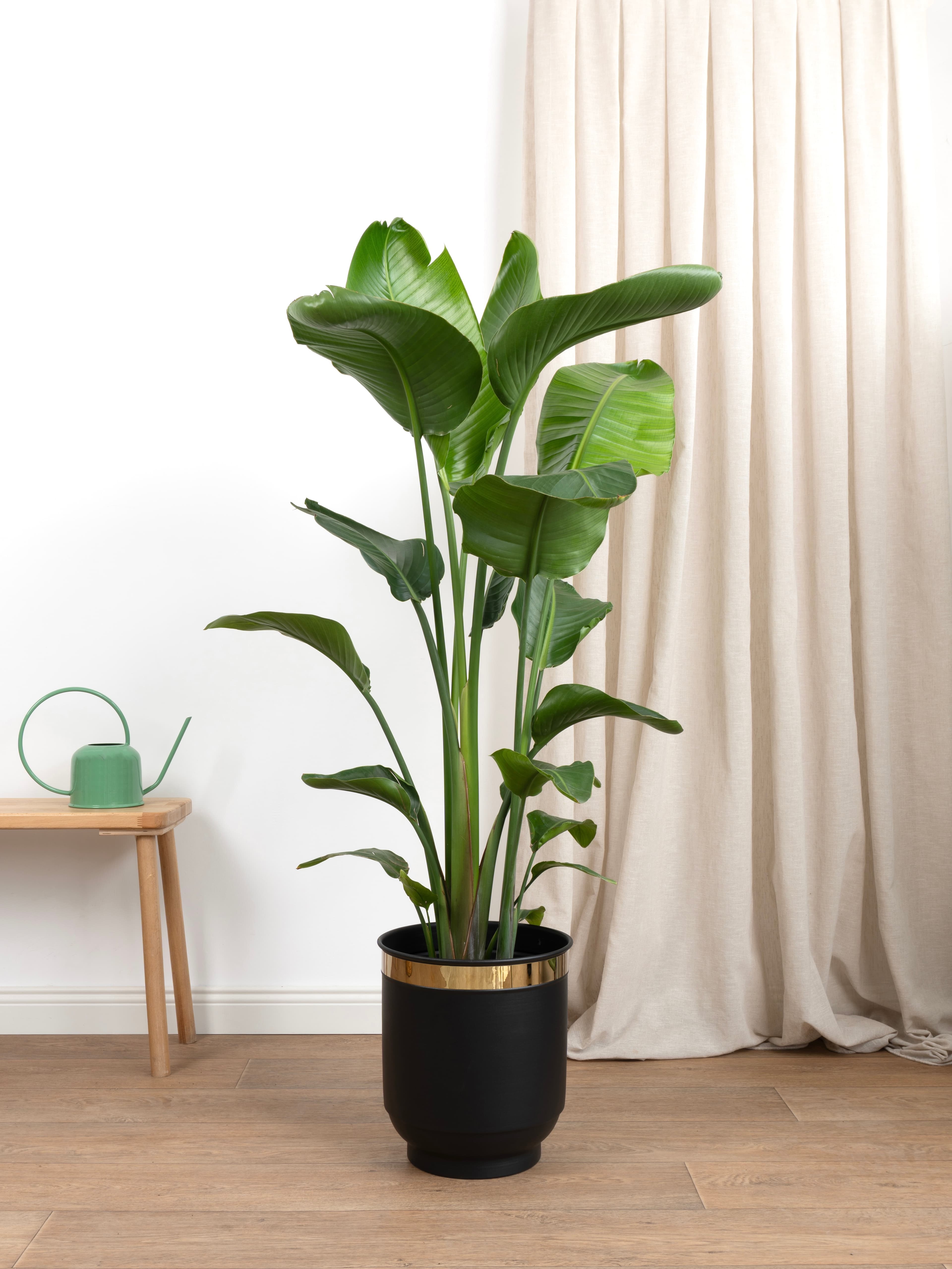 Starliçe- Üç Köklü (Cennet Kuşu Çiçeği- Strelitzia Nicolai )