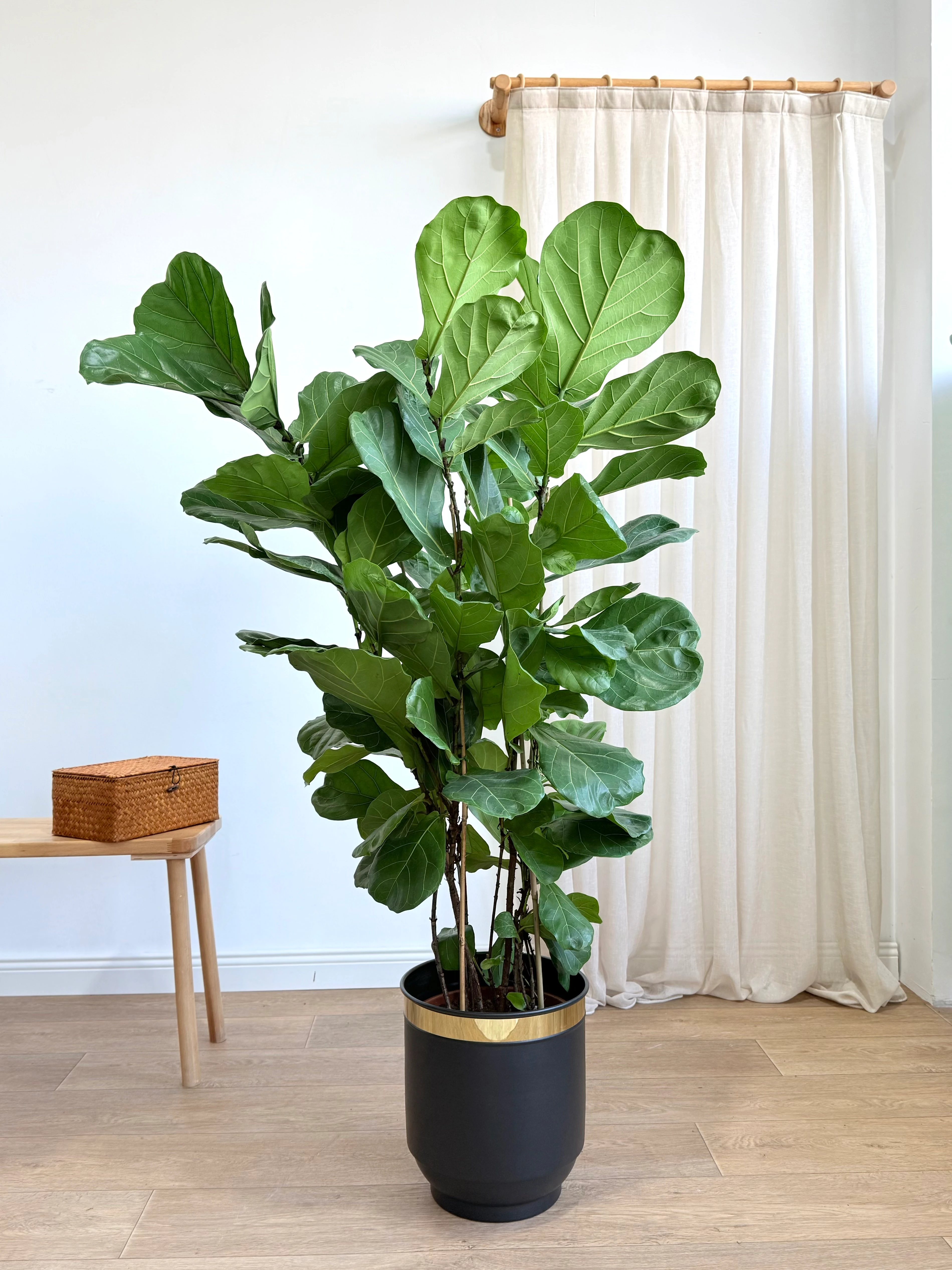 Ficus Lyrata Dört Köklü (keman yapraklı kauçuk )130-140 cm