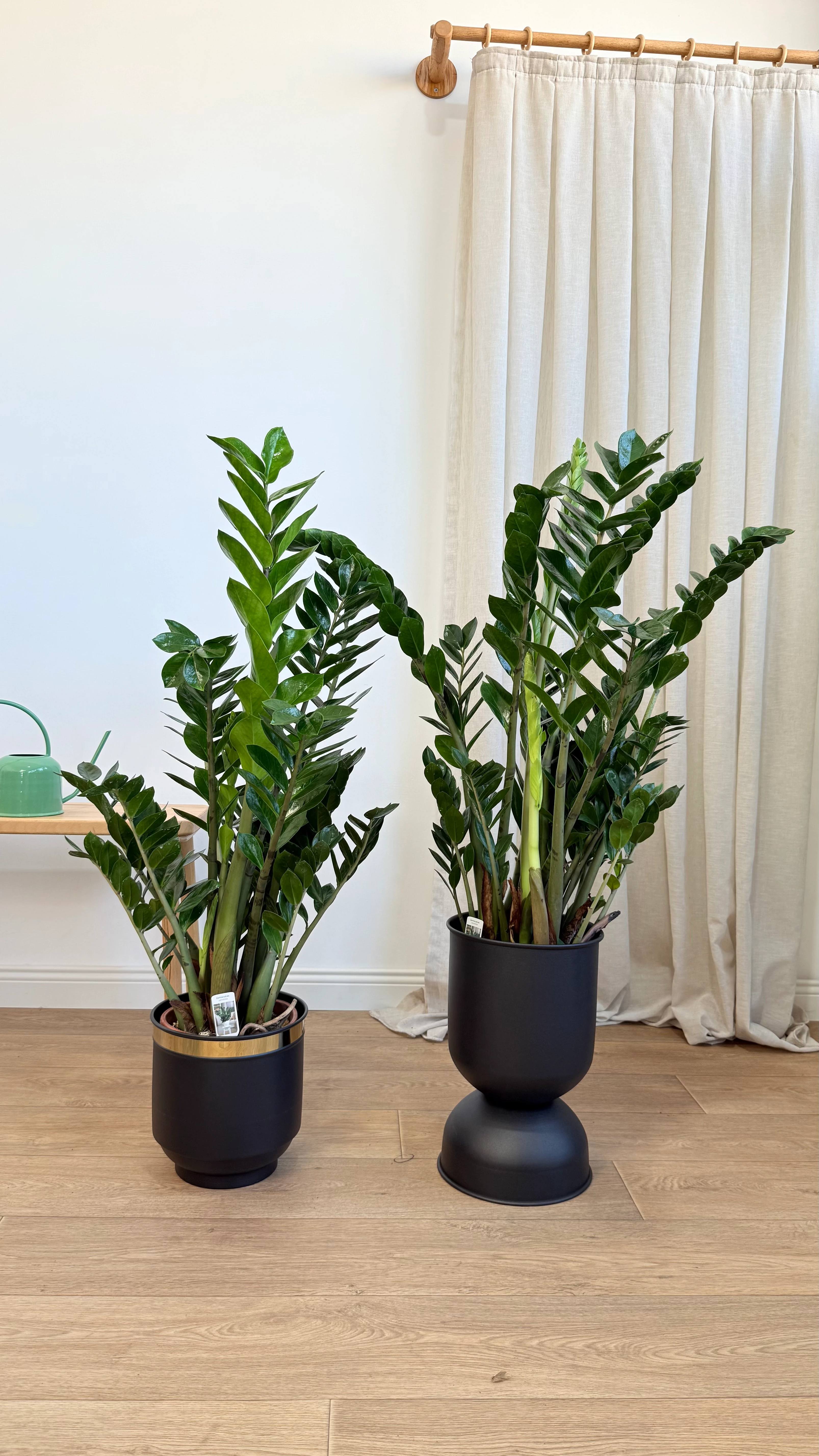 Zamia Zeze Çiçeği 100-110 cm