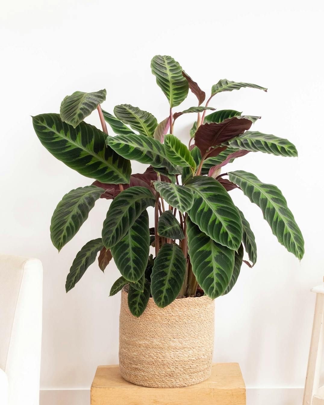 Calathea Warscewiczii (50-50 cm)