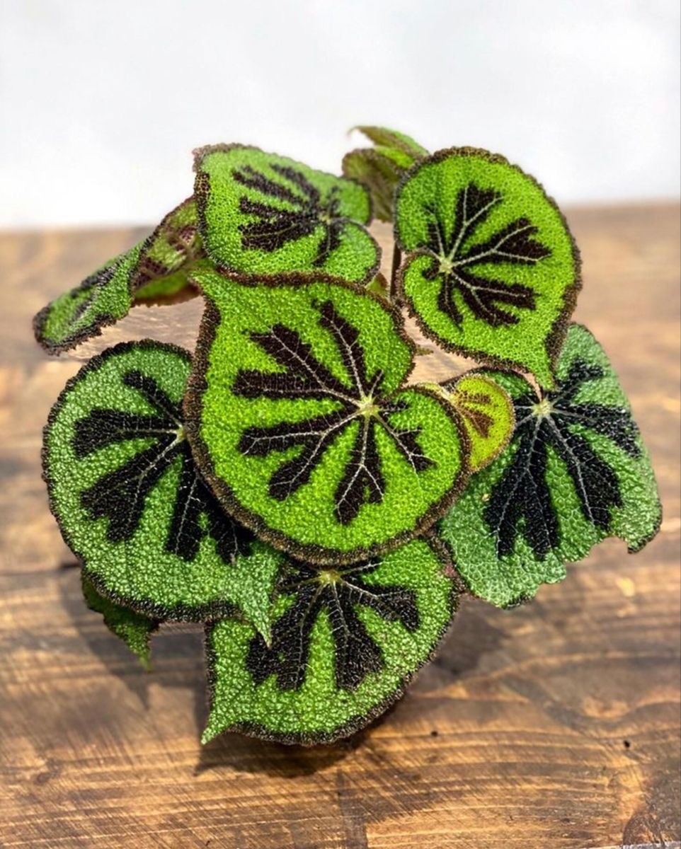 Begonia Massoniana