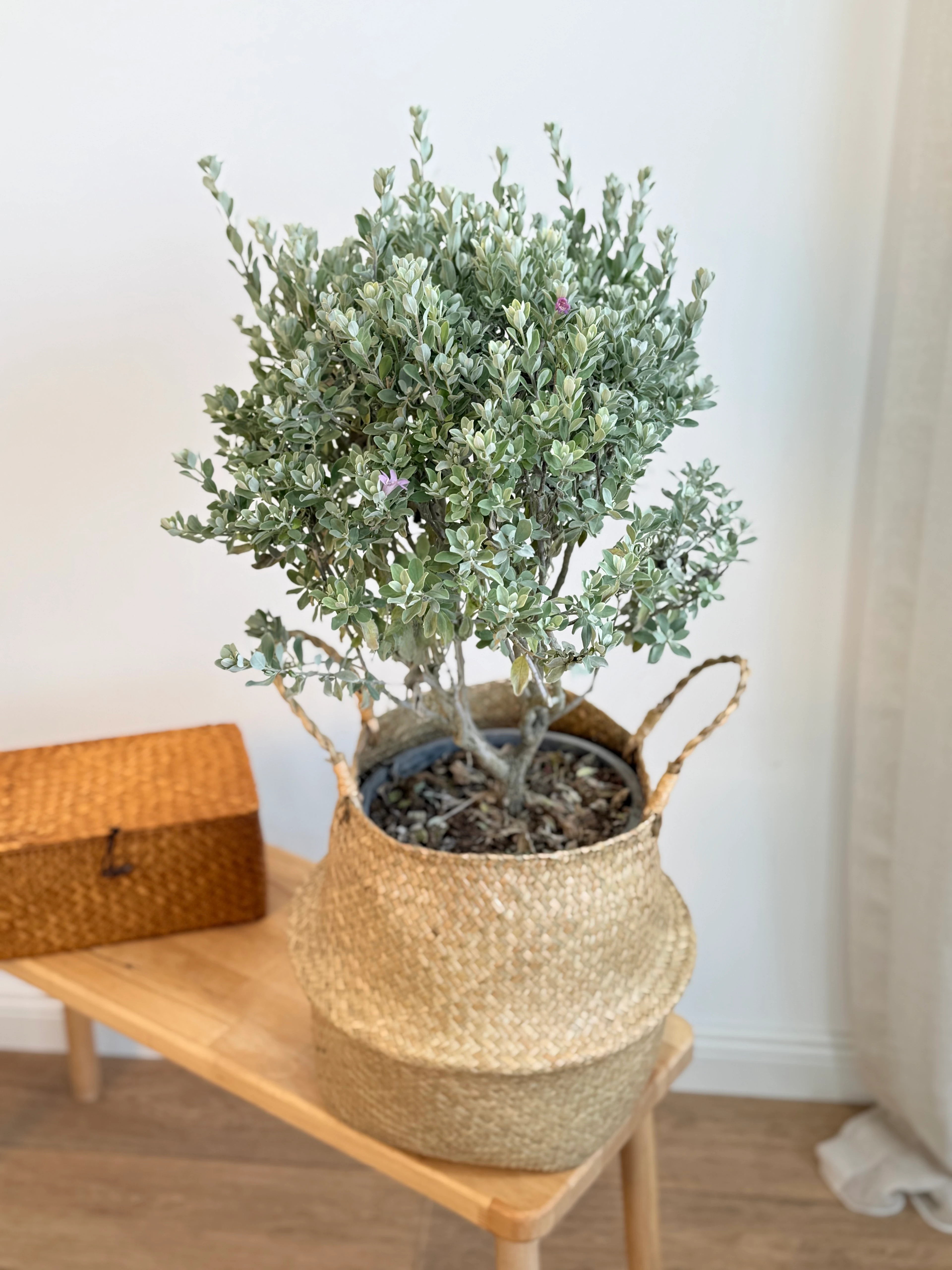 Leucophyllum Frutescens (Texas Sage / Gümüşi Çalı)