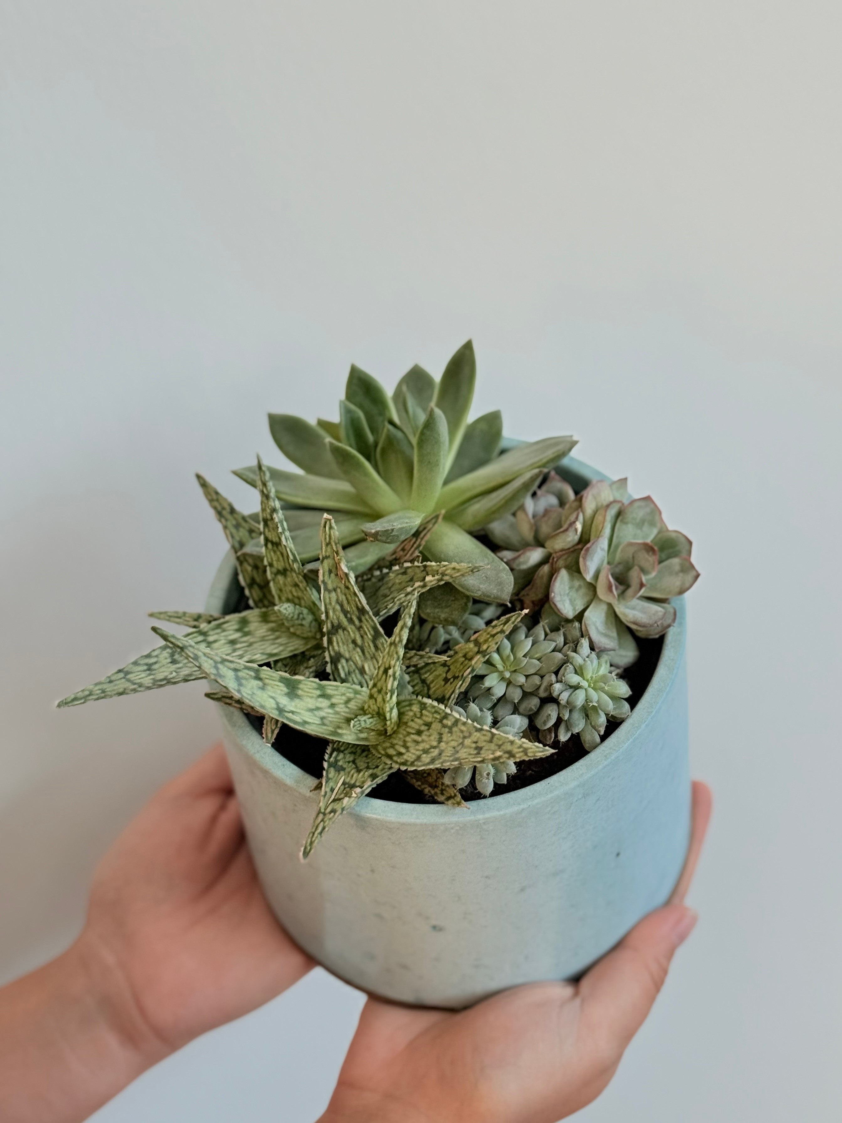 Mix Sukulent Tasarımı – 14 cm Seramik Saksıda