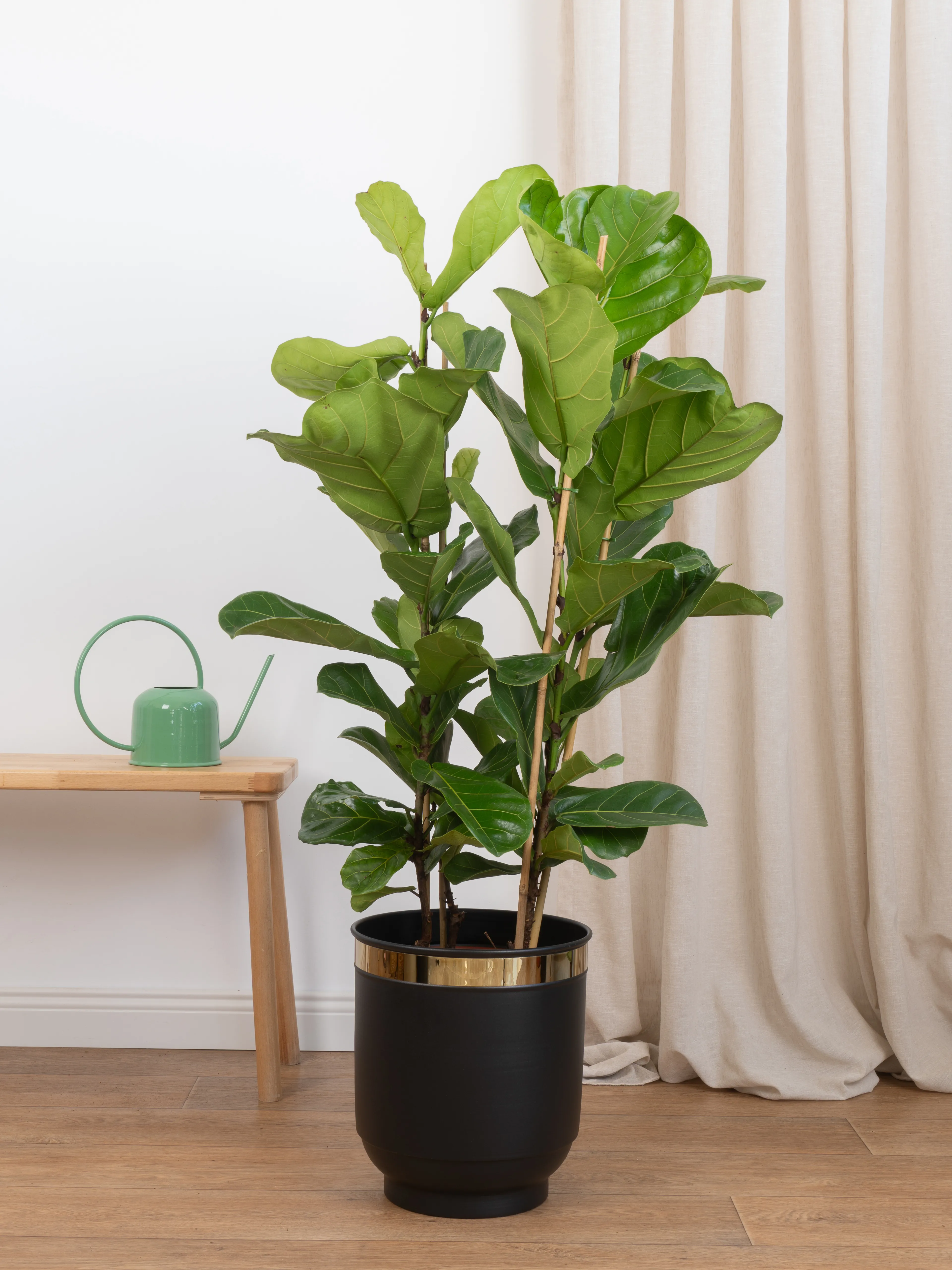 Ficus Lyrata Üç Köklü 110-120 cm