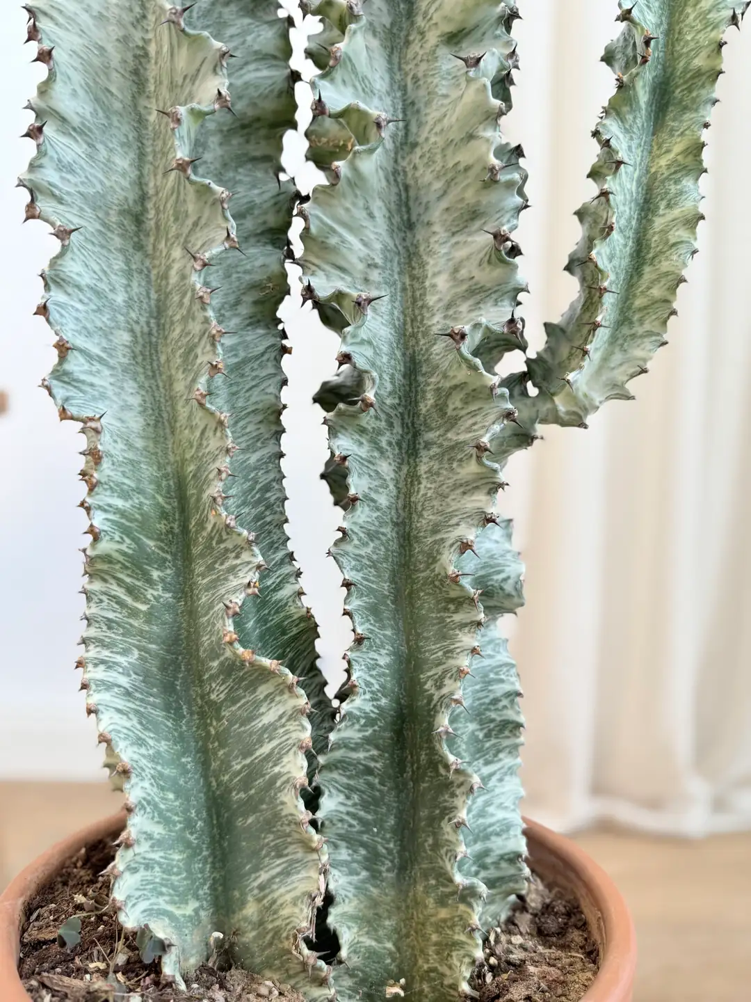 Euphorbia İngens Variegata Kaktüs – (Büyük Boy Alacalı Afrika Süt
