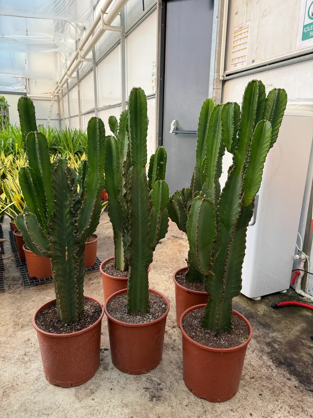 Euphorbia İngens Anaç 120 cm| Kaktüs
