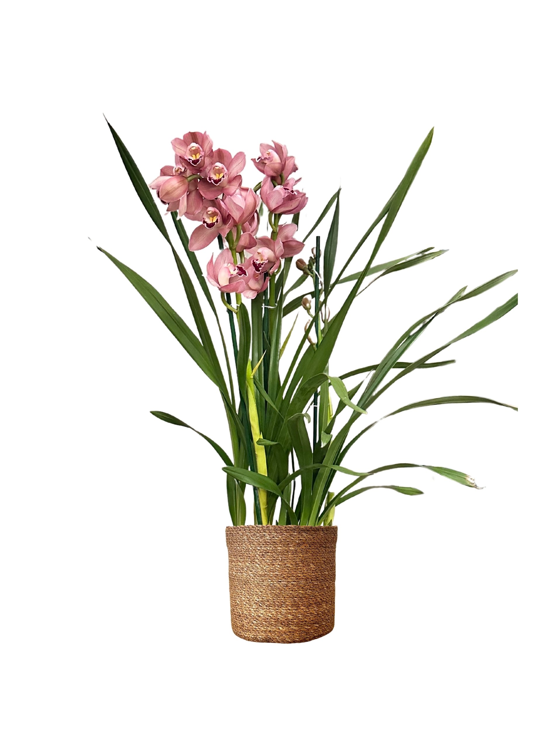 Cymbidium Orkide 75-80 cm Boyutlarıyla
