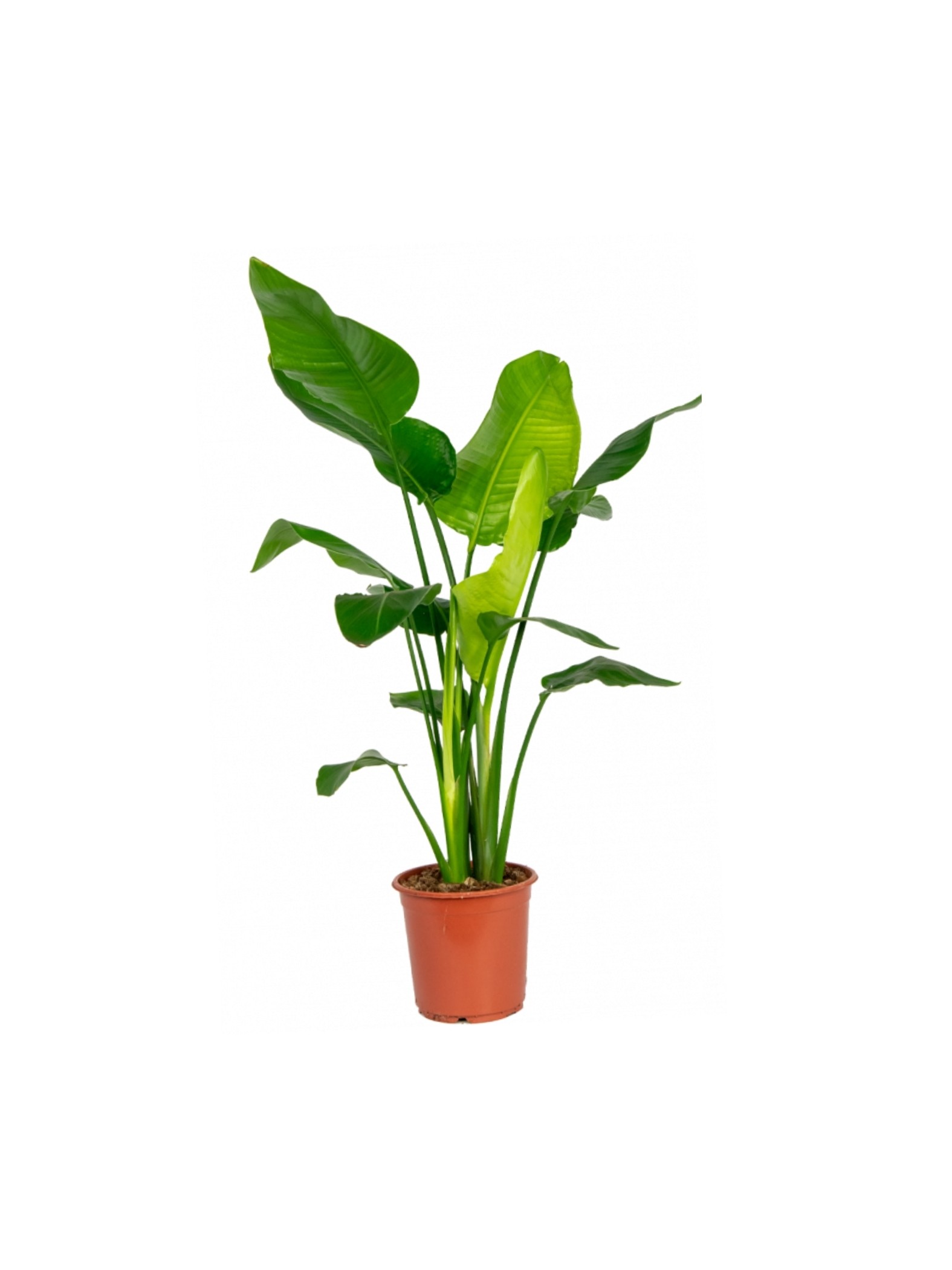 Starliçe-Çok Köklü  ( 90-100 cm Cennet Kuşu Çiçeği- Strelitzia Nicolai )