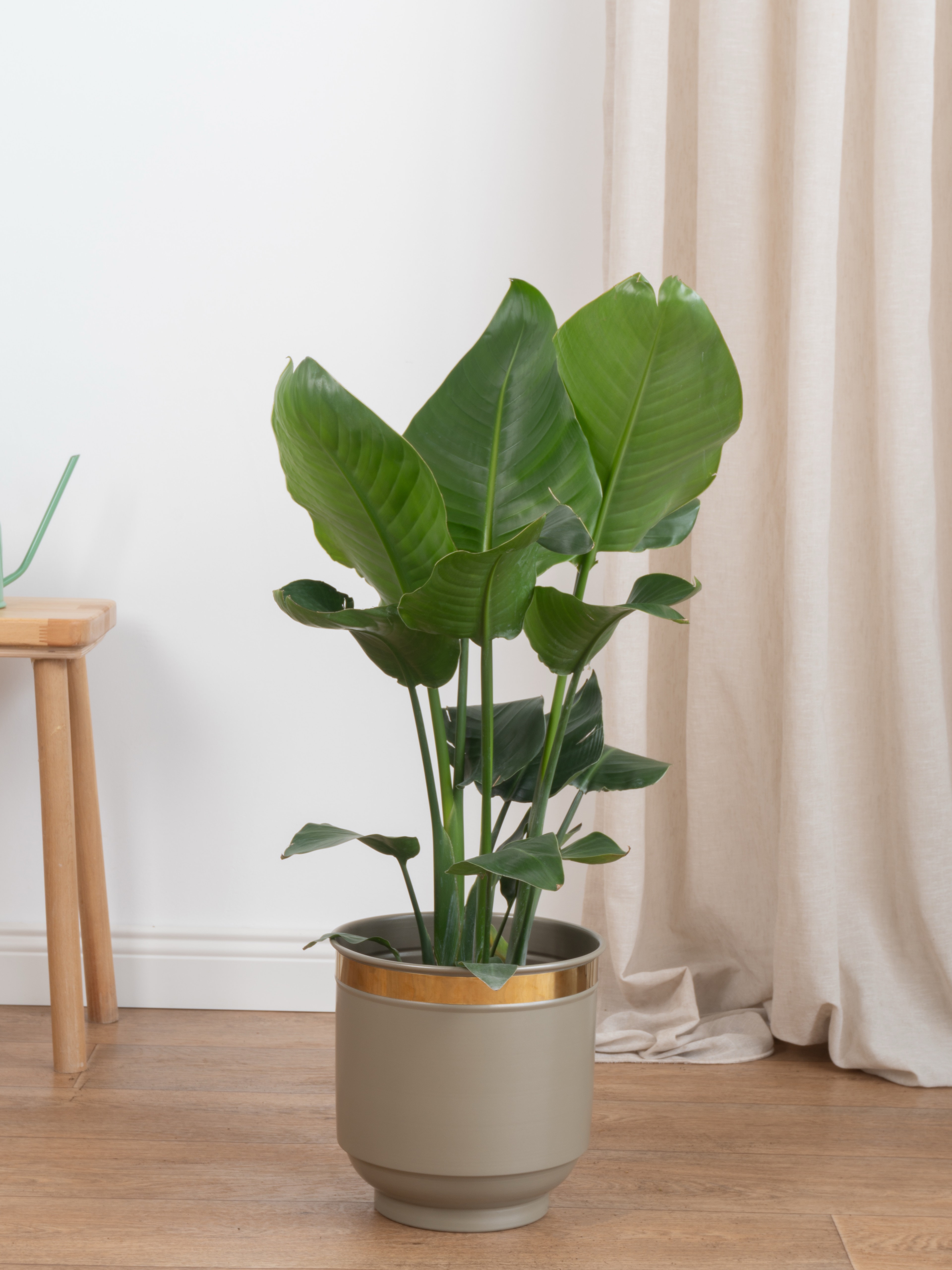 Starliçe-Çok Köklü  ( 100-110 cm Cennet Kuşu Çiçeği- Strelitzia Nicolai )