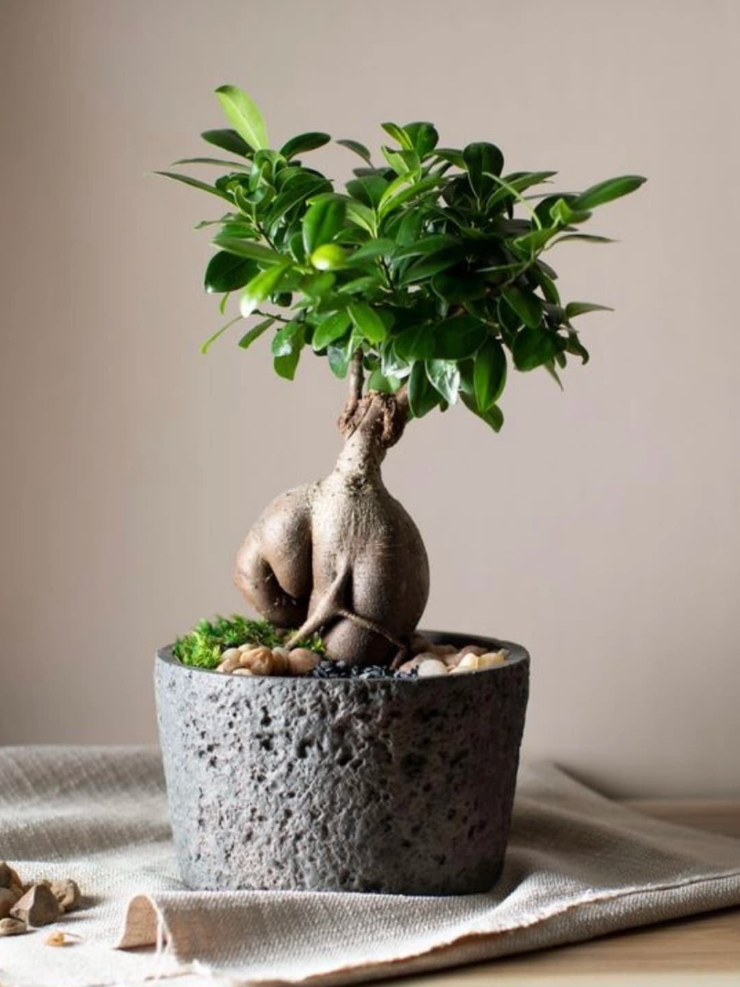 Bonsai Aac eitleri & Fiyatlar | Cool Concept Flower