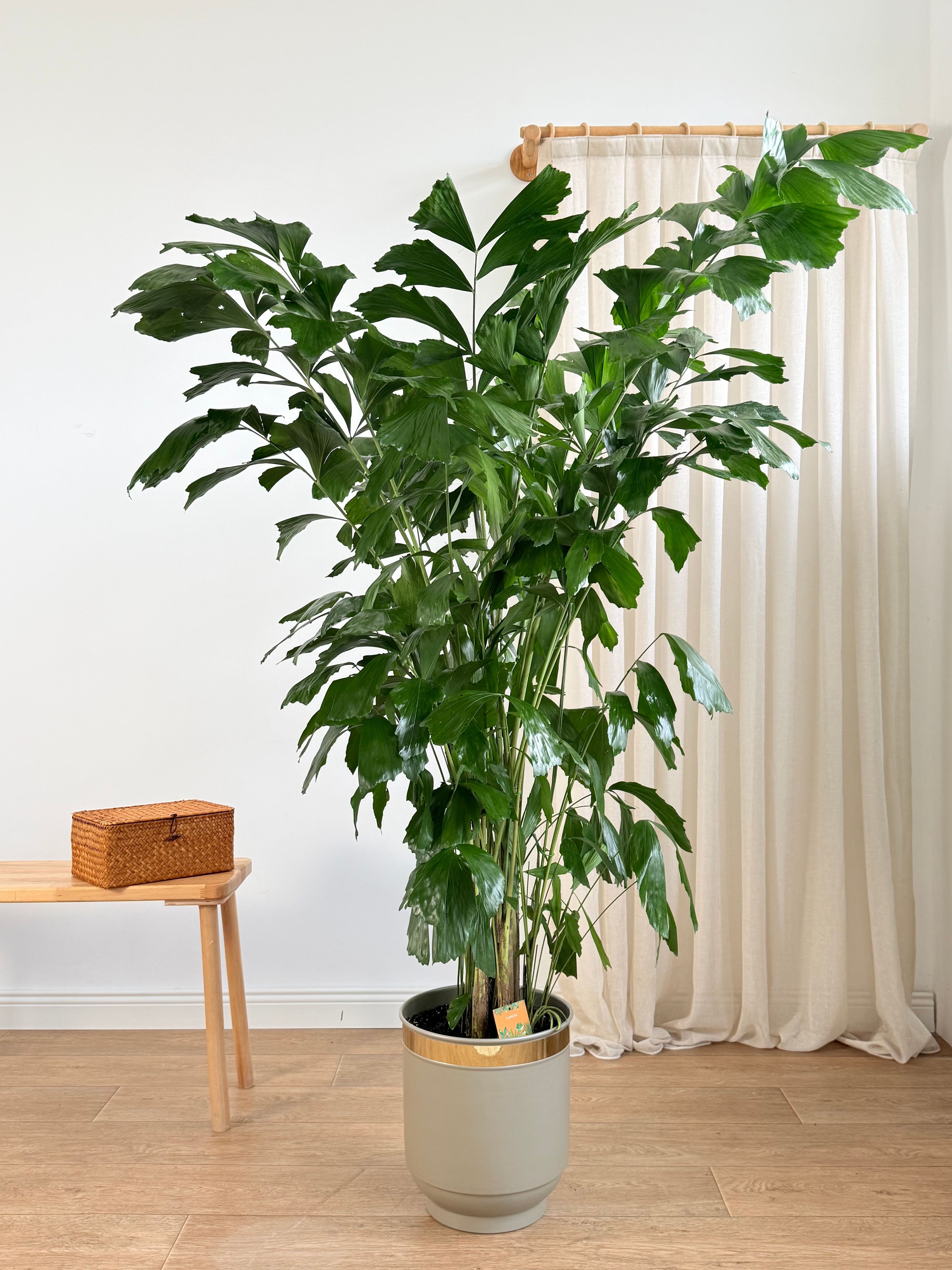 Caryota Mitis (Balık Kuyruğu Palmiyesi) | 200 cm | İthal Premium Büyük Boy Salon Bitkisi