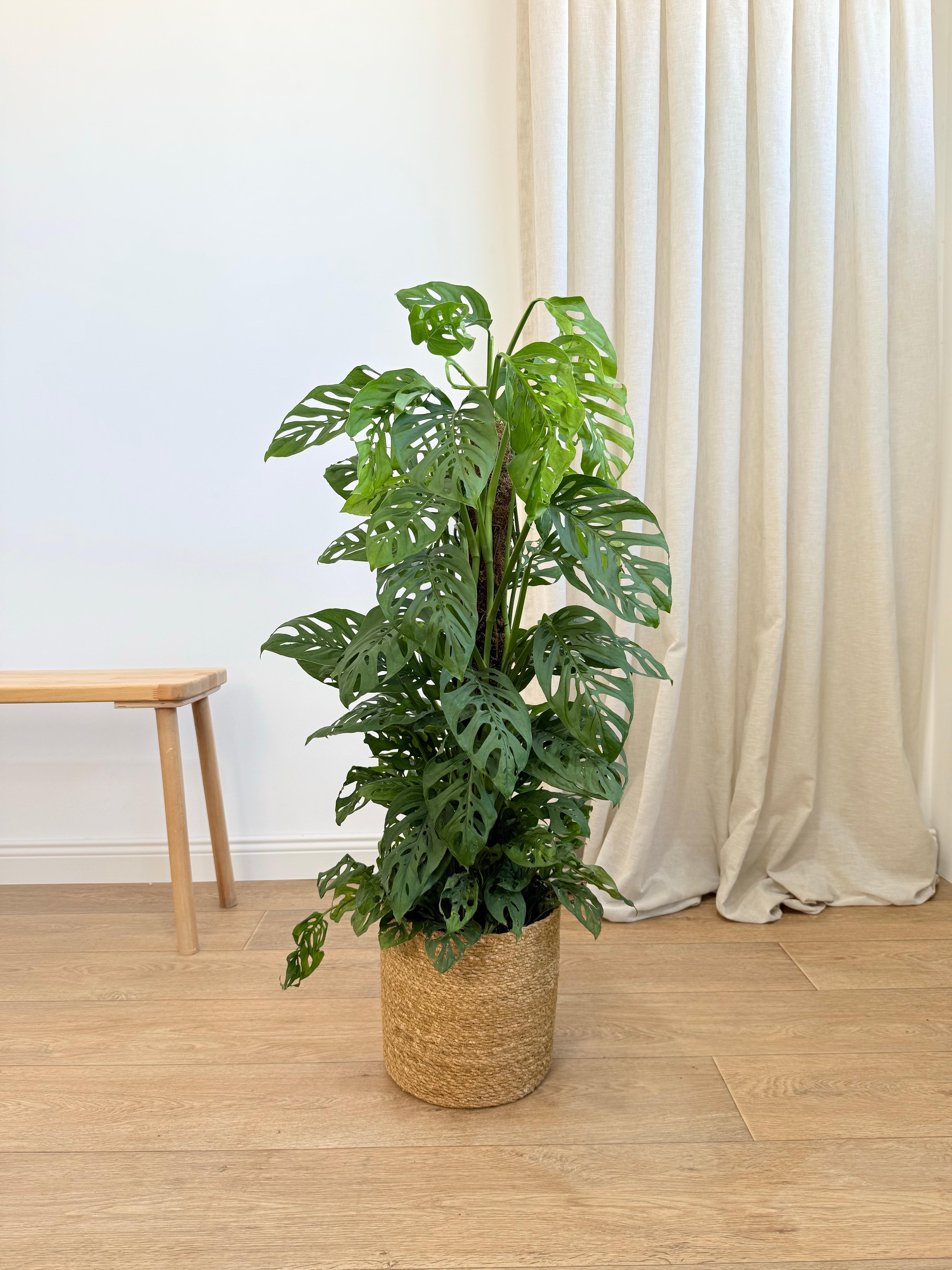 Monstera Adansonii (100-110 cm) – İsviçre Peynir Bitkisi  