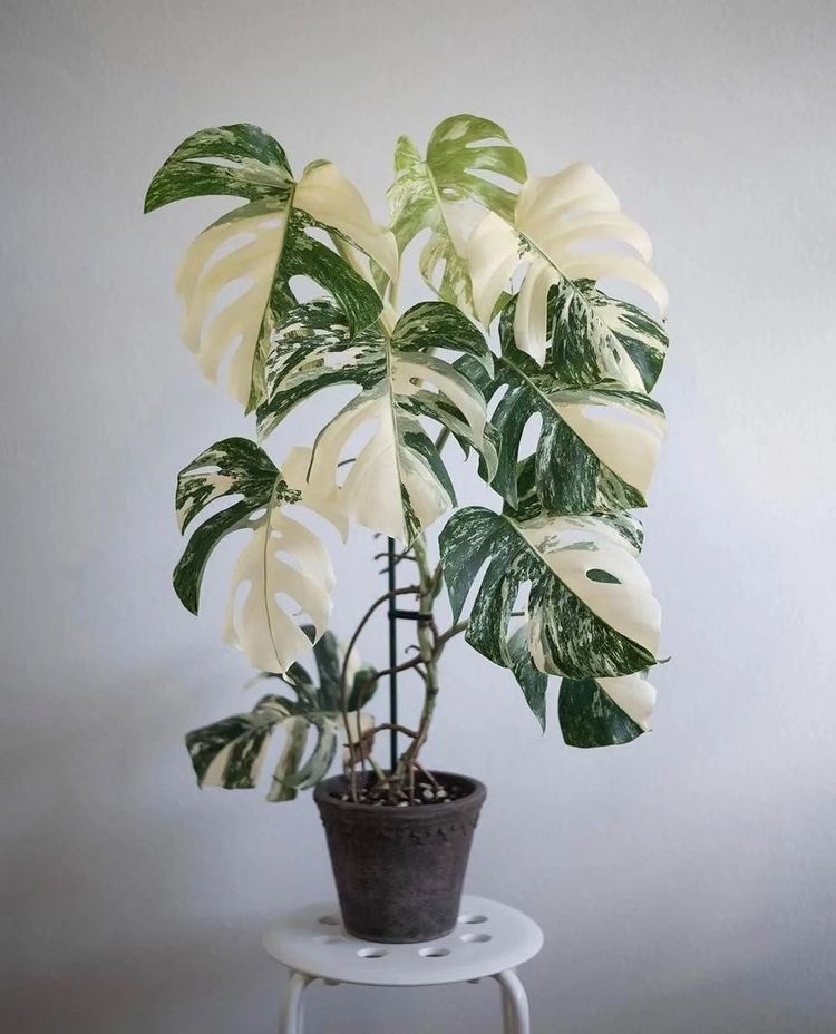 Monstera Deliciosa Variegata   (Nadir Tür)