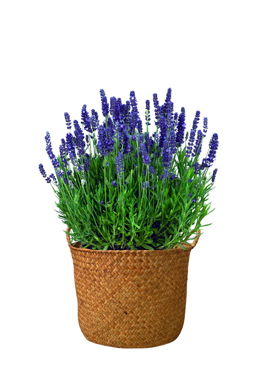 Lavanta (lavander)