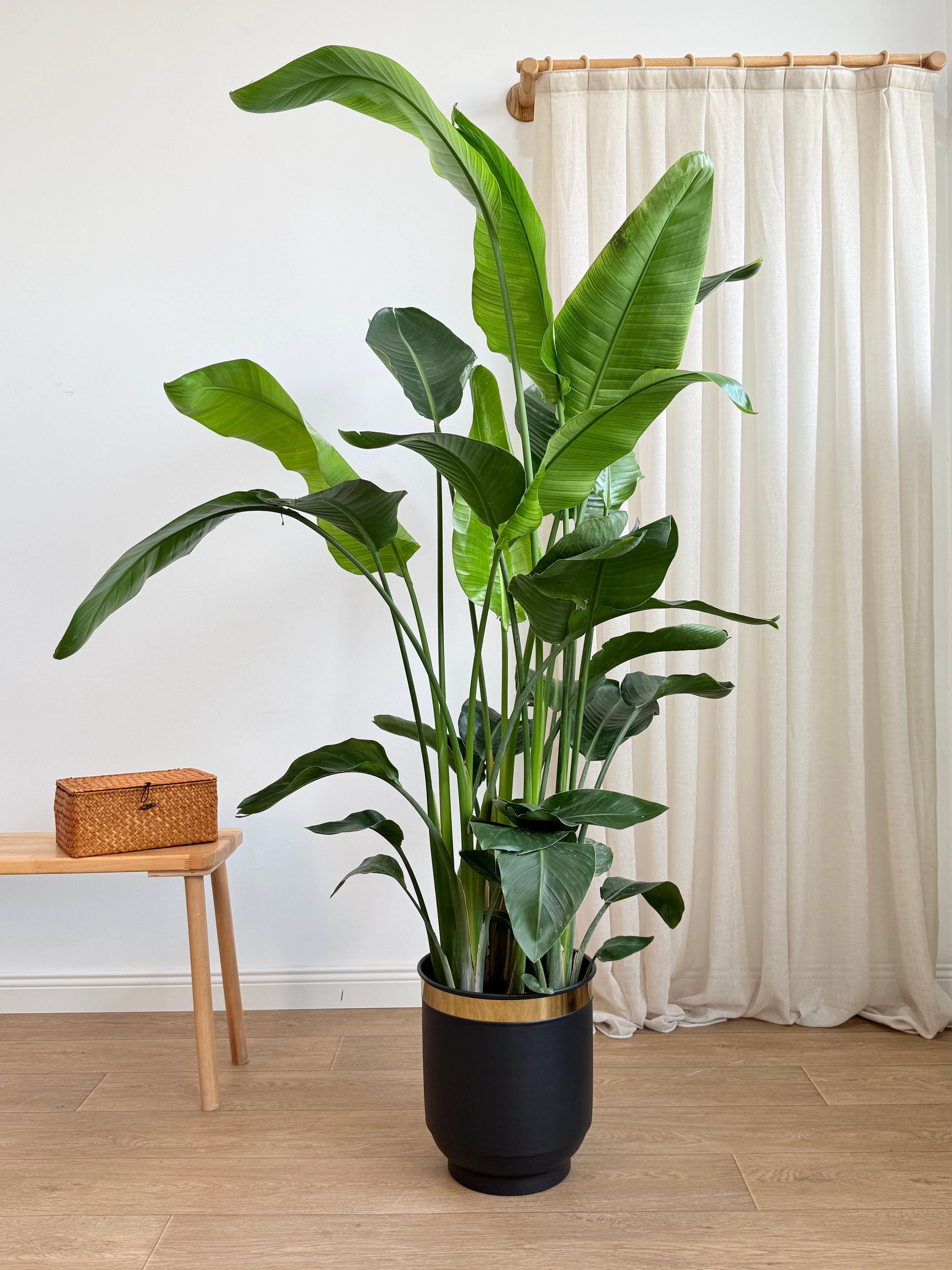 Starliçe- Altı Köklü Dolgun Form (Strelitzia Nicolai 180-200 cm )