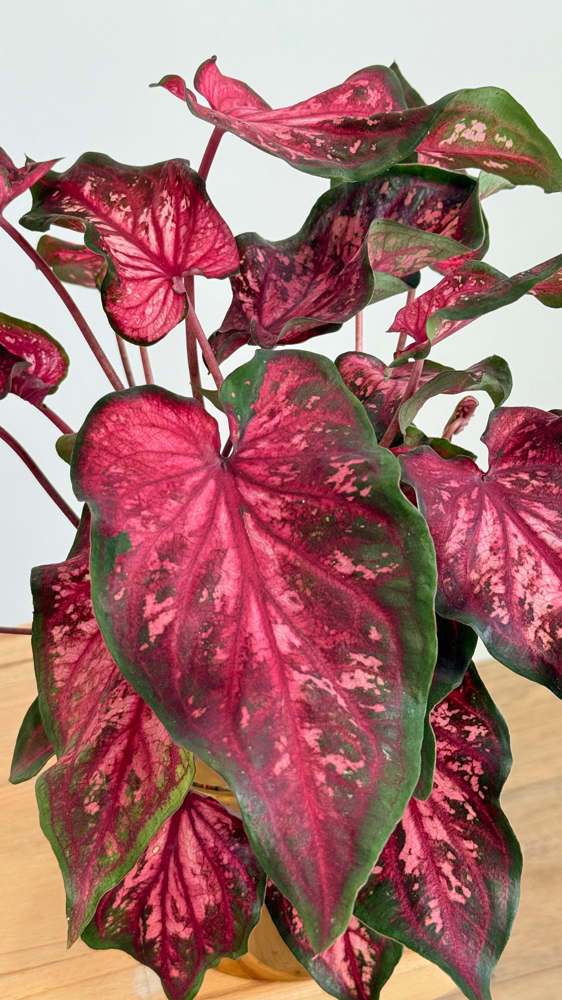 Caladium (Melek Kanadı Çiçeği)