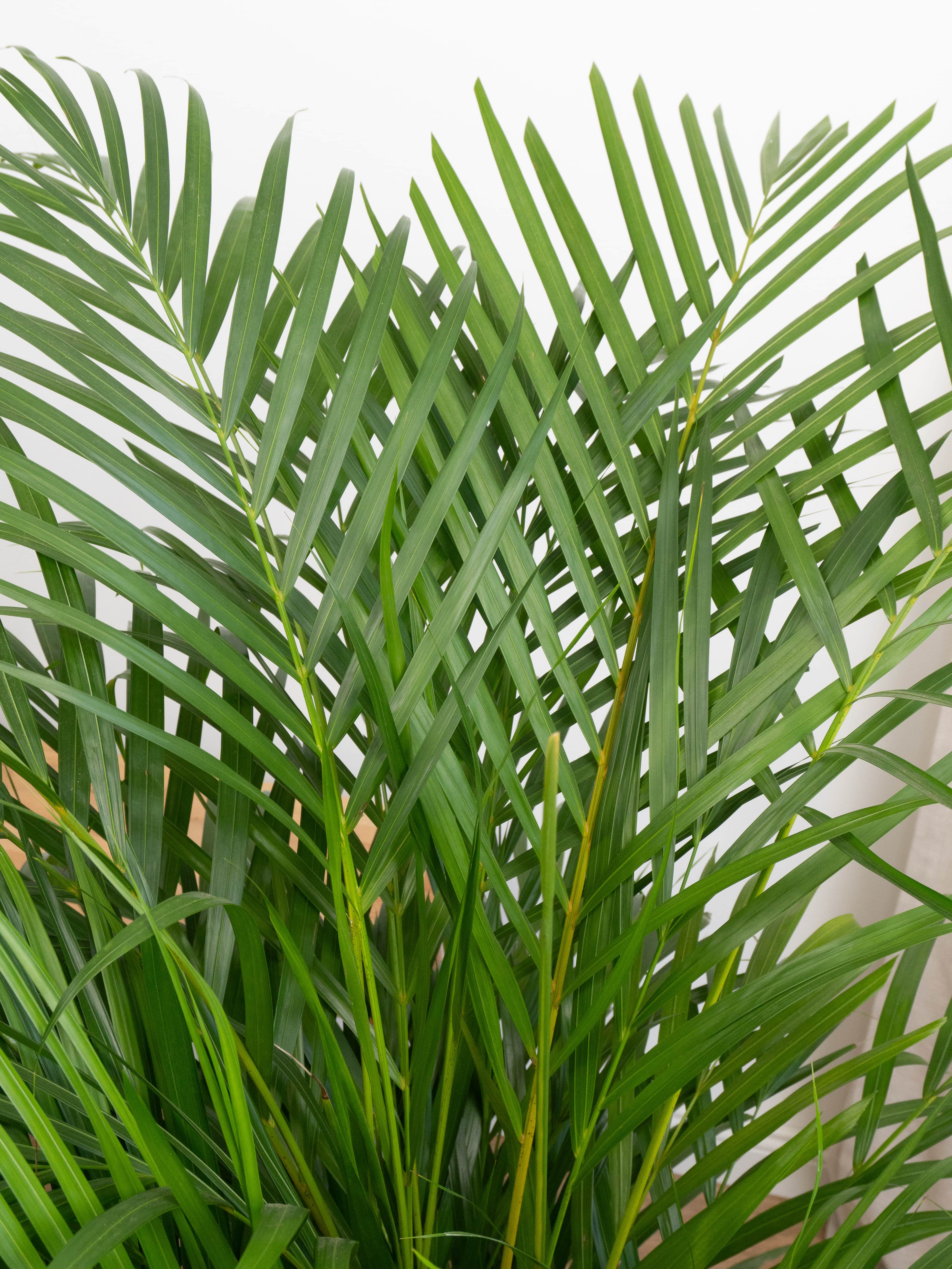 Areka Salon Palmiyesi 160-170 cm (Dypsis Lutescens)