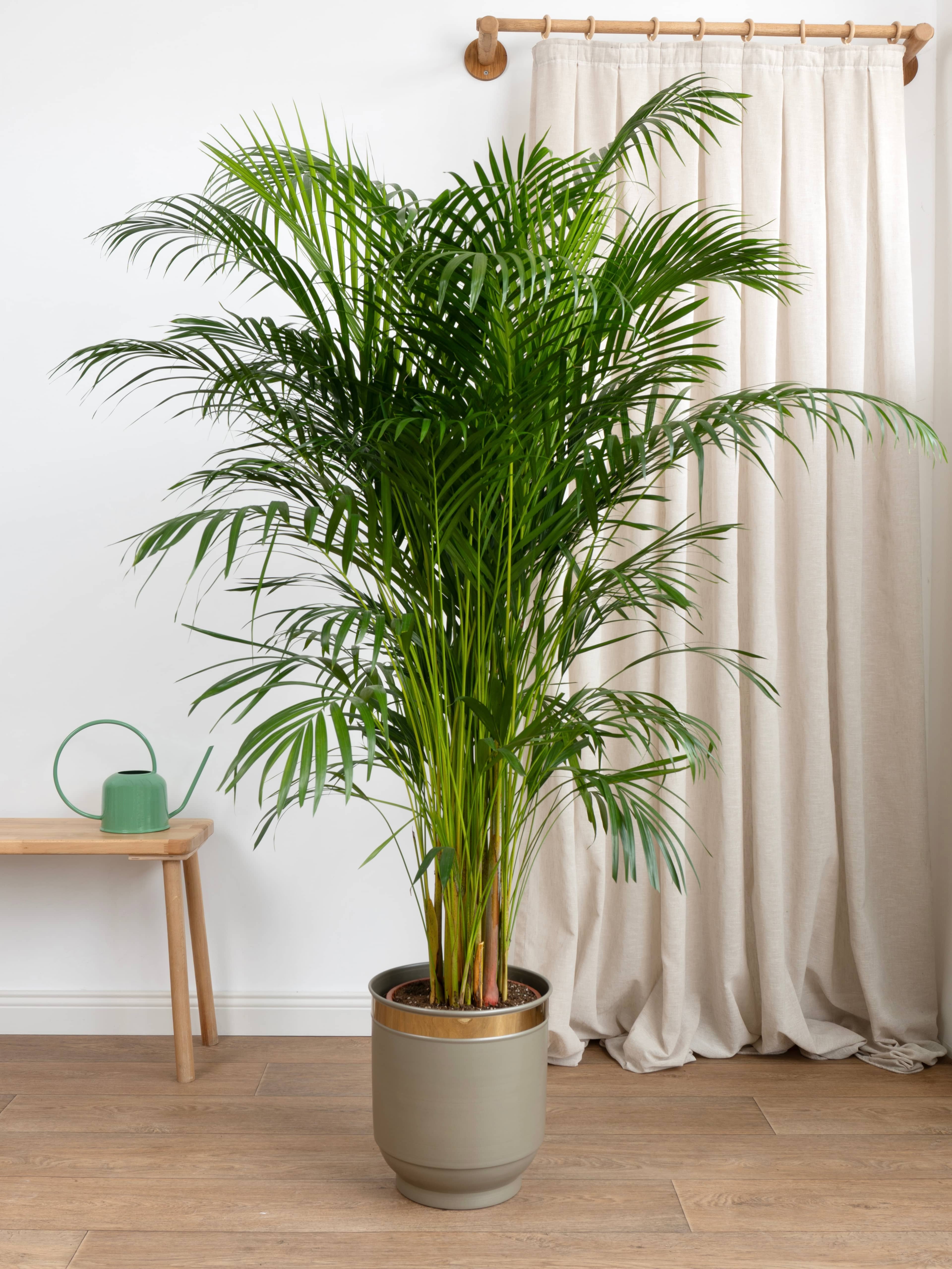 Areka Salon Palmiyesi 160-170 cm (Dypsis Lutescens)