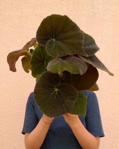 Begonia River – Nadir Kadifemsi Tropikal Bitki 