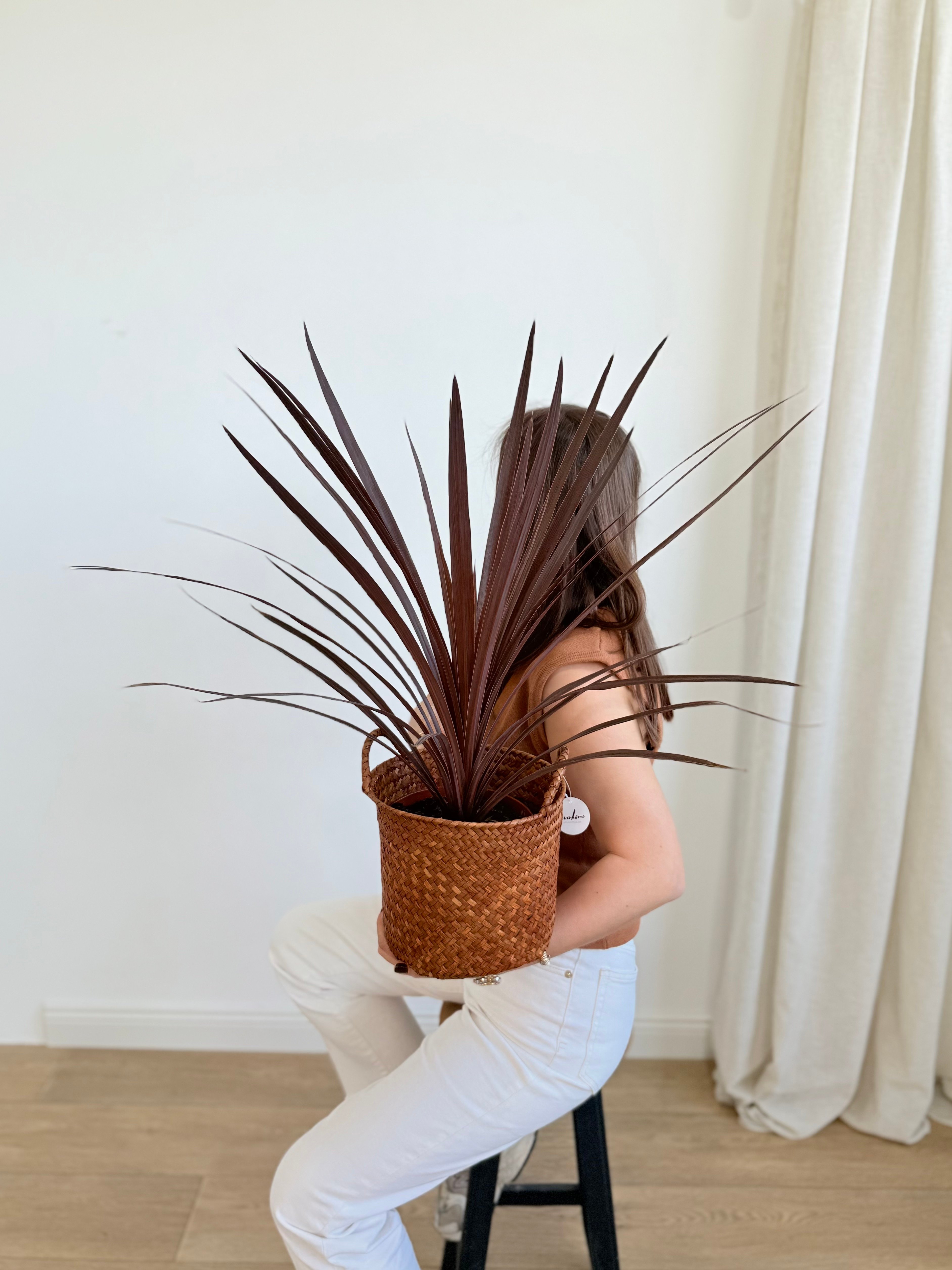 Cordyline Red Star – 70 cm
