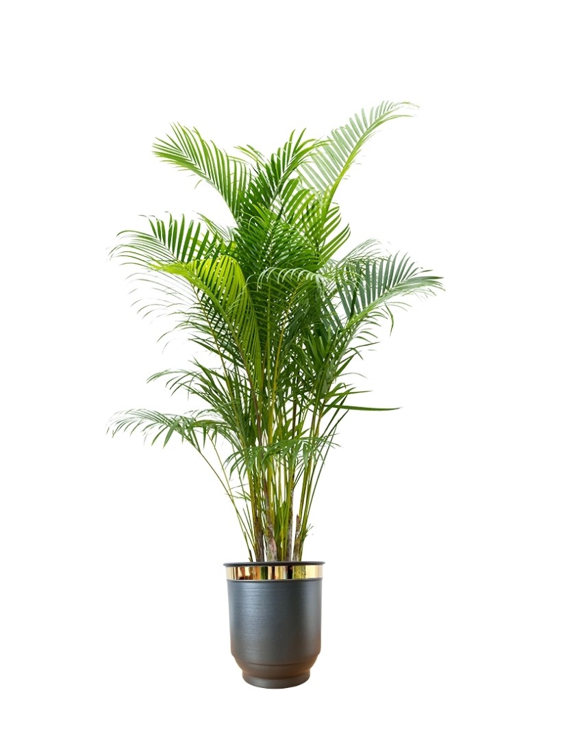 Areka Salon Palmiyesi 160-170 cm (Dypsis Lutescens)