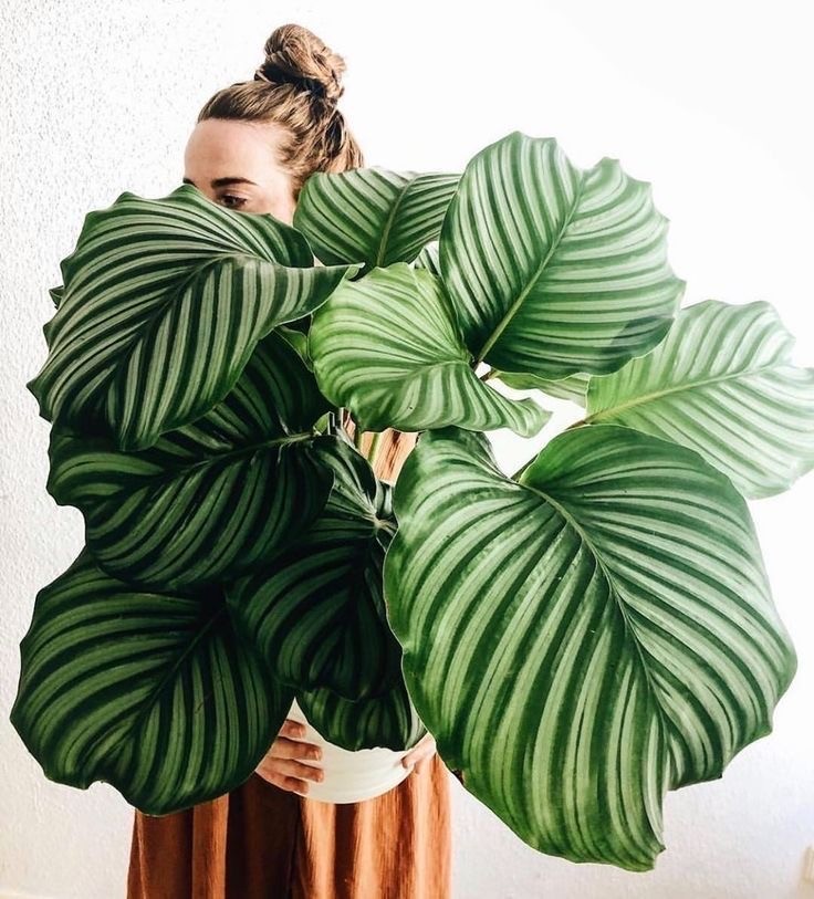 Calathea Orbifolia XL