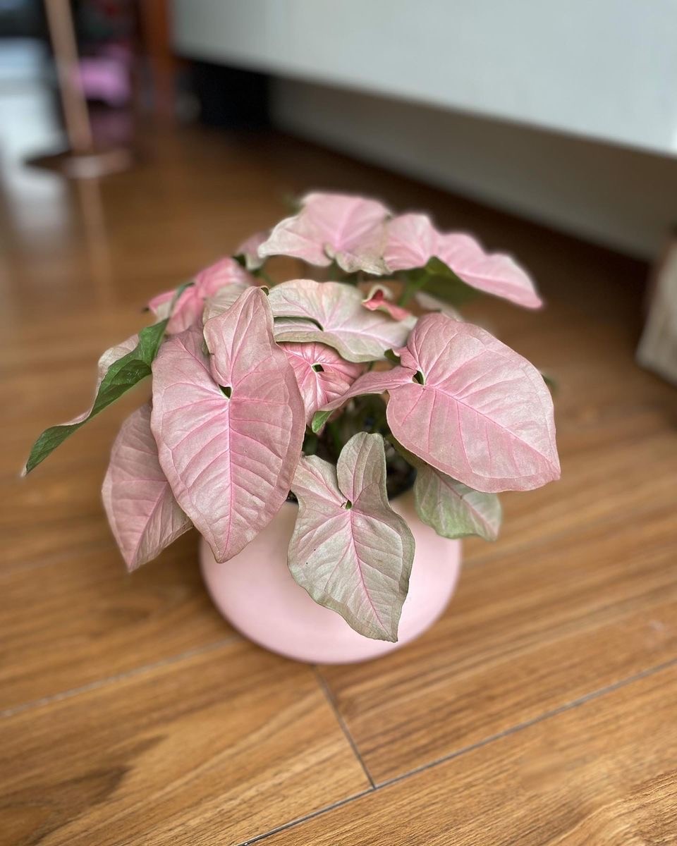 Syngonium Pink (Pembe Masa Boy)