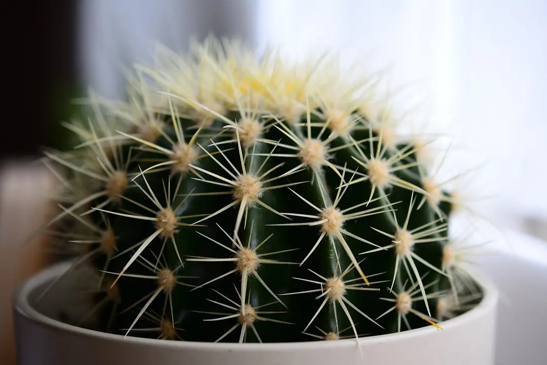 gymnocalycium inermis Gymnocalycium Mihanovichii Inermis Varigated (812W53) main image 1