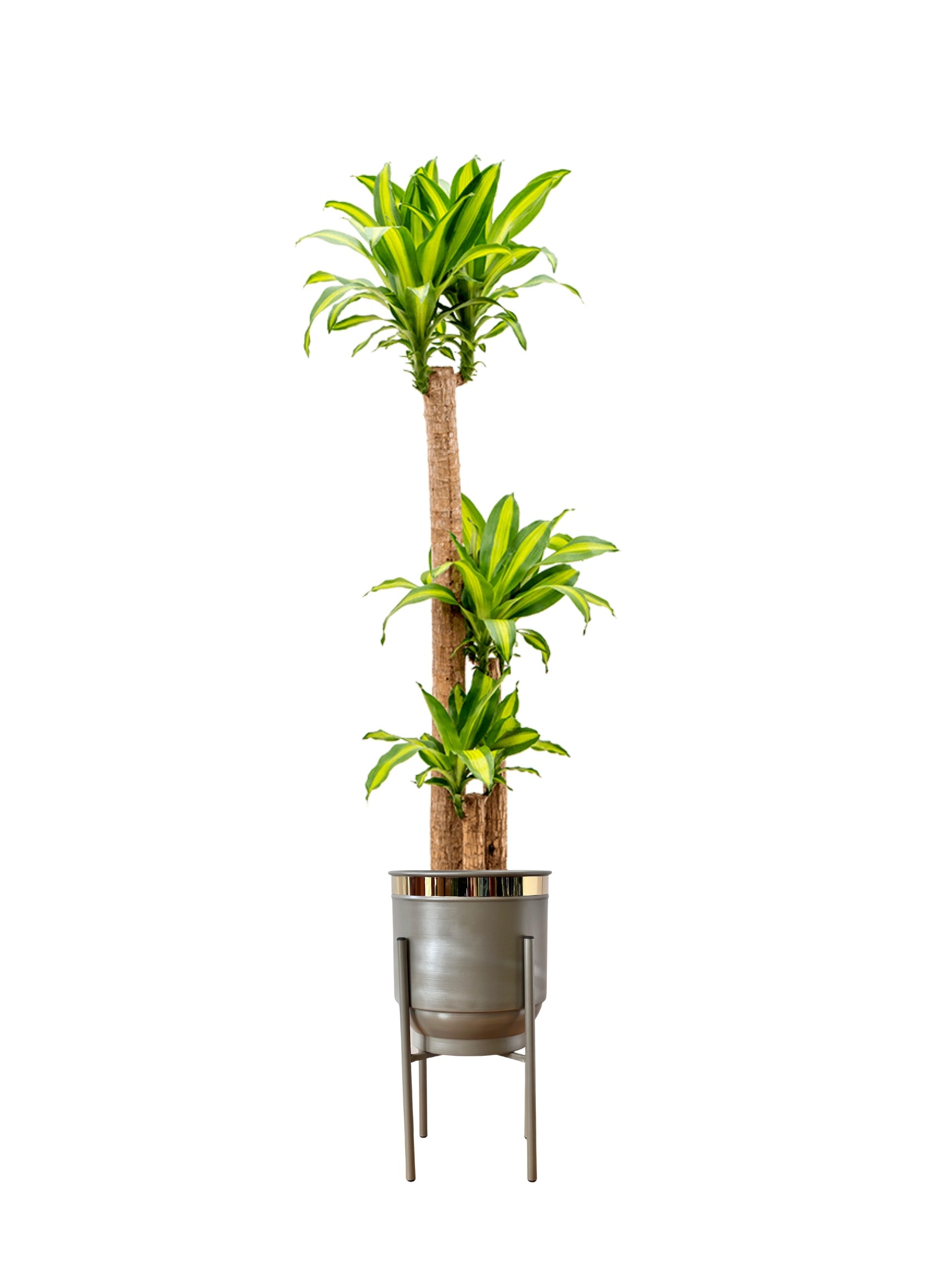 Massengena  Üç Kollu 130-150 cm yuka