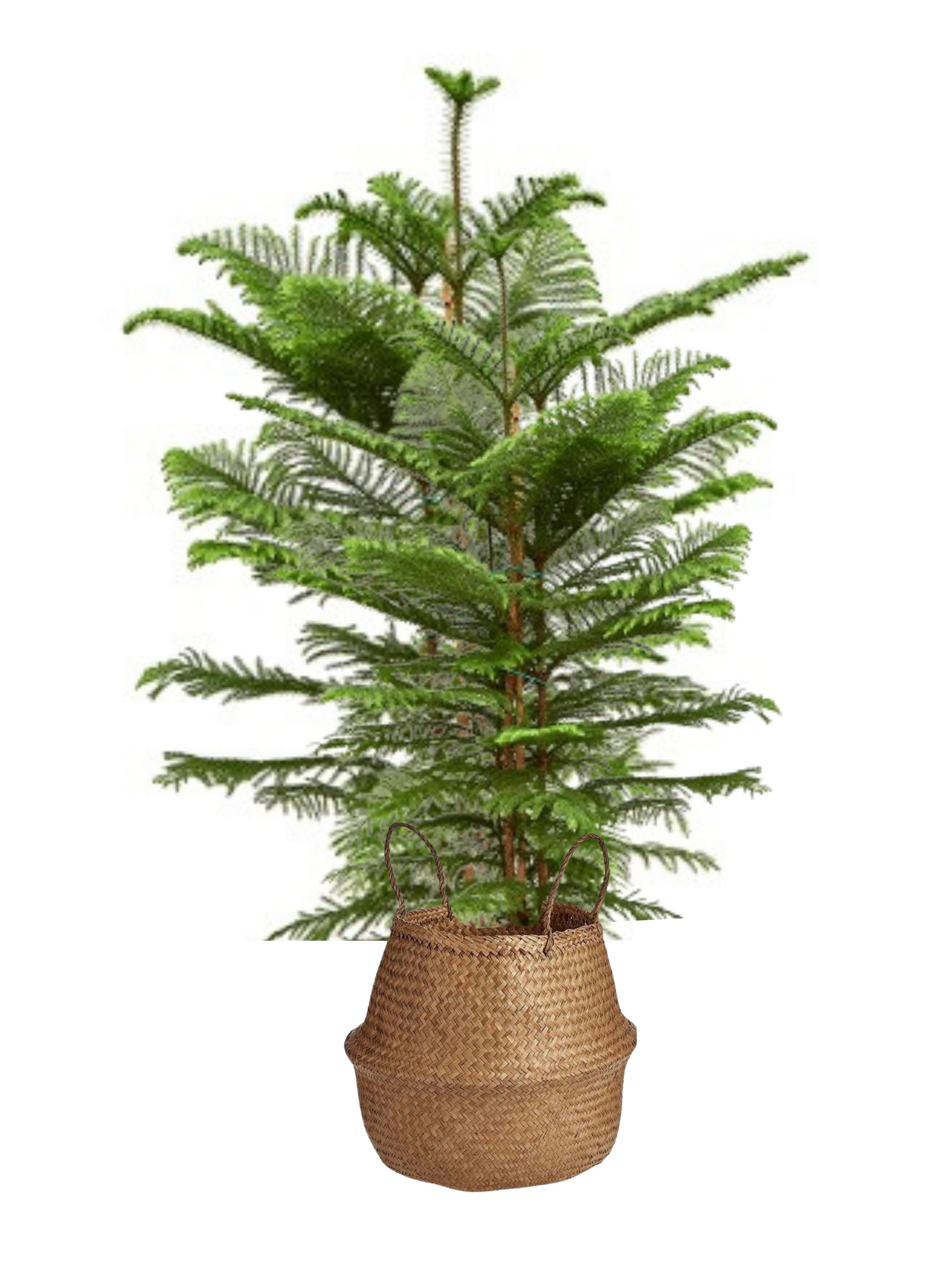 Salon Çamı Arokarya (Araucaria Heterophylla 110-120 cm Çok Köklü )