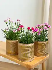 Karanfil