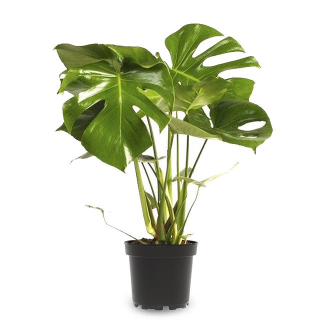 Favori Bitki Seti (90 cm Benjamin-60 cm Monstera-3 Adet Bambu)