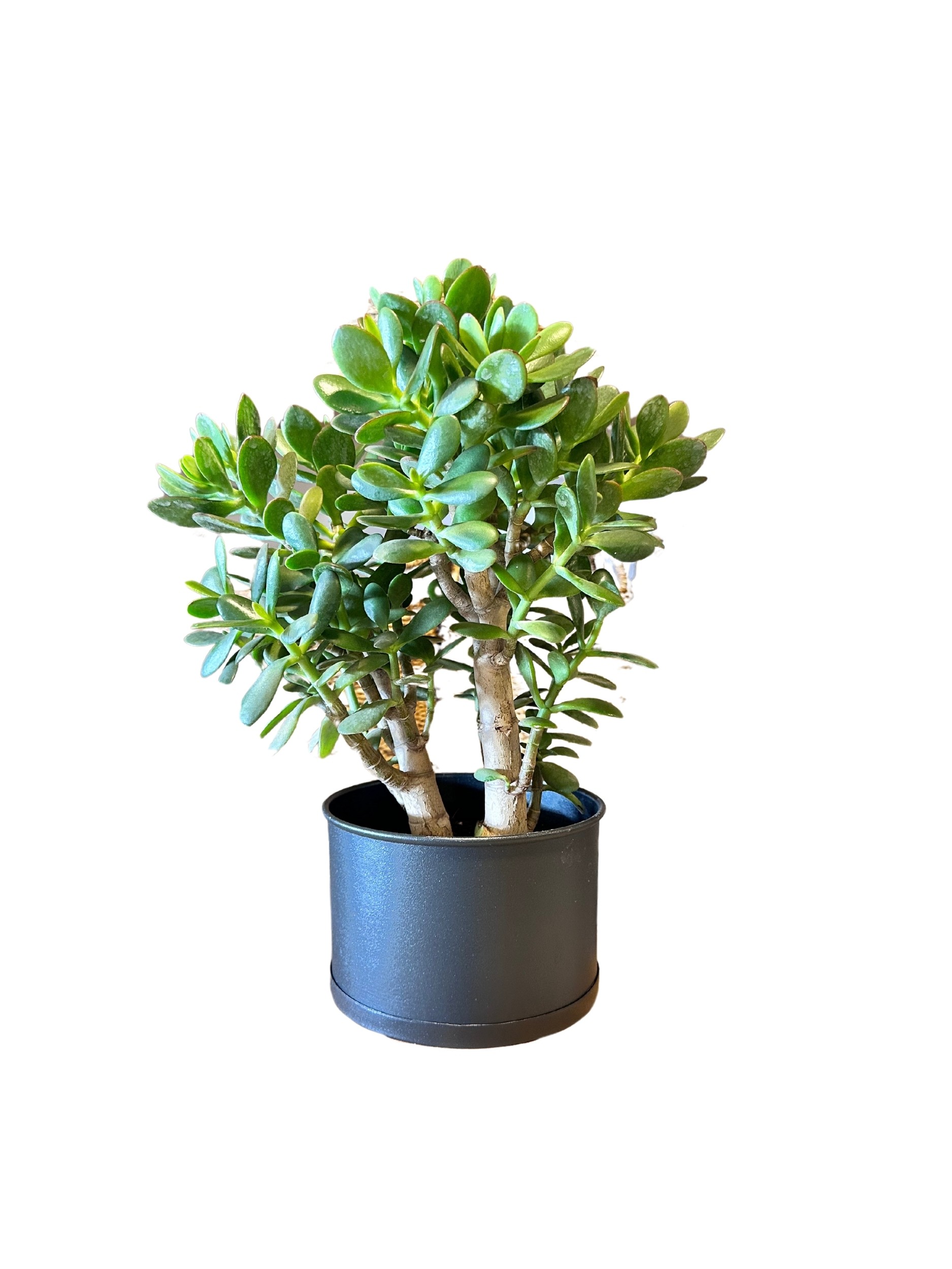 Crassula ovata (bonsai para ağacı)