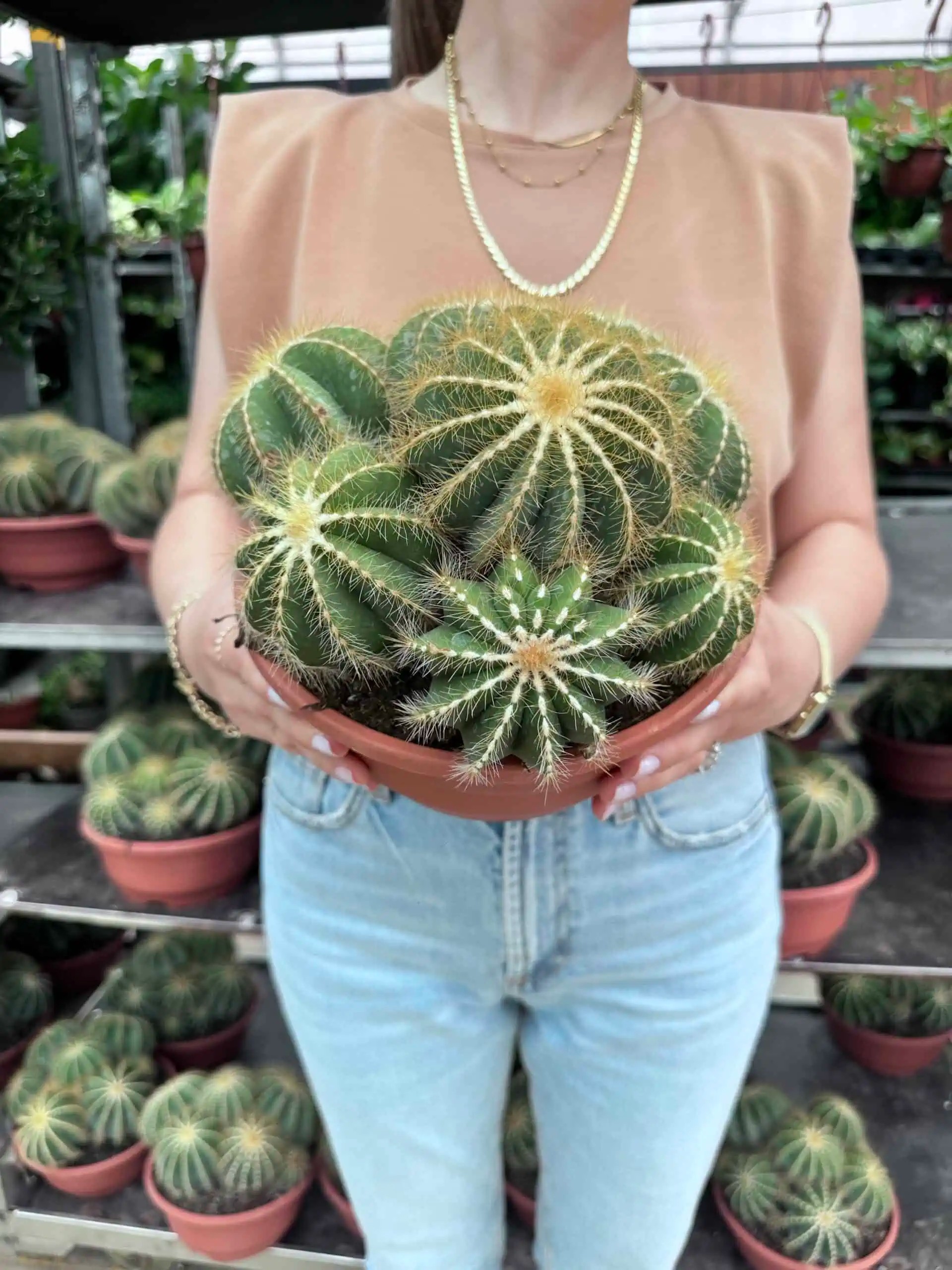 Parodia magnifica