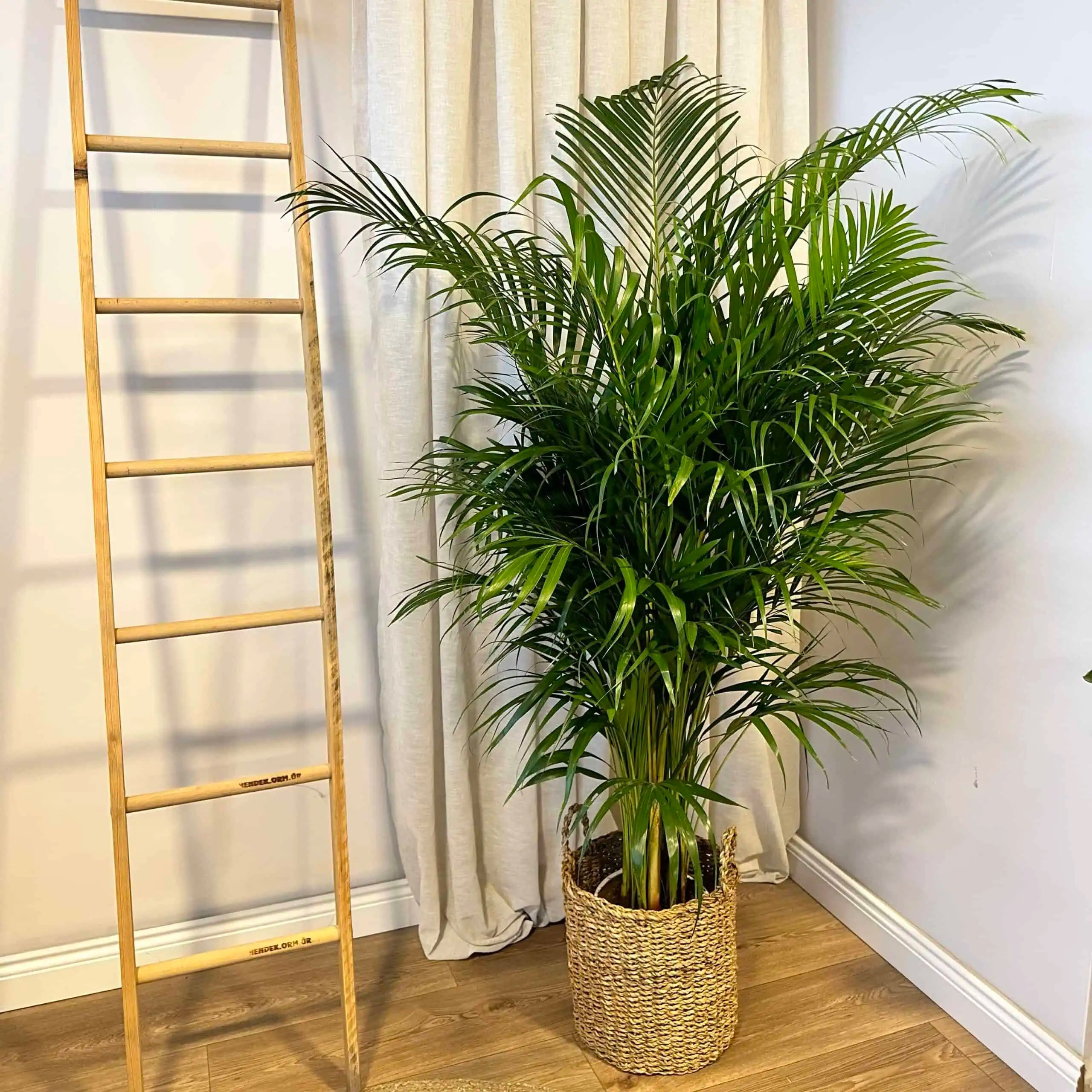 Areka Salon Palmiyesi 160-170 cm (Dypsis Lutescens)