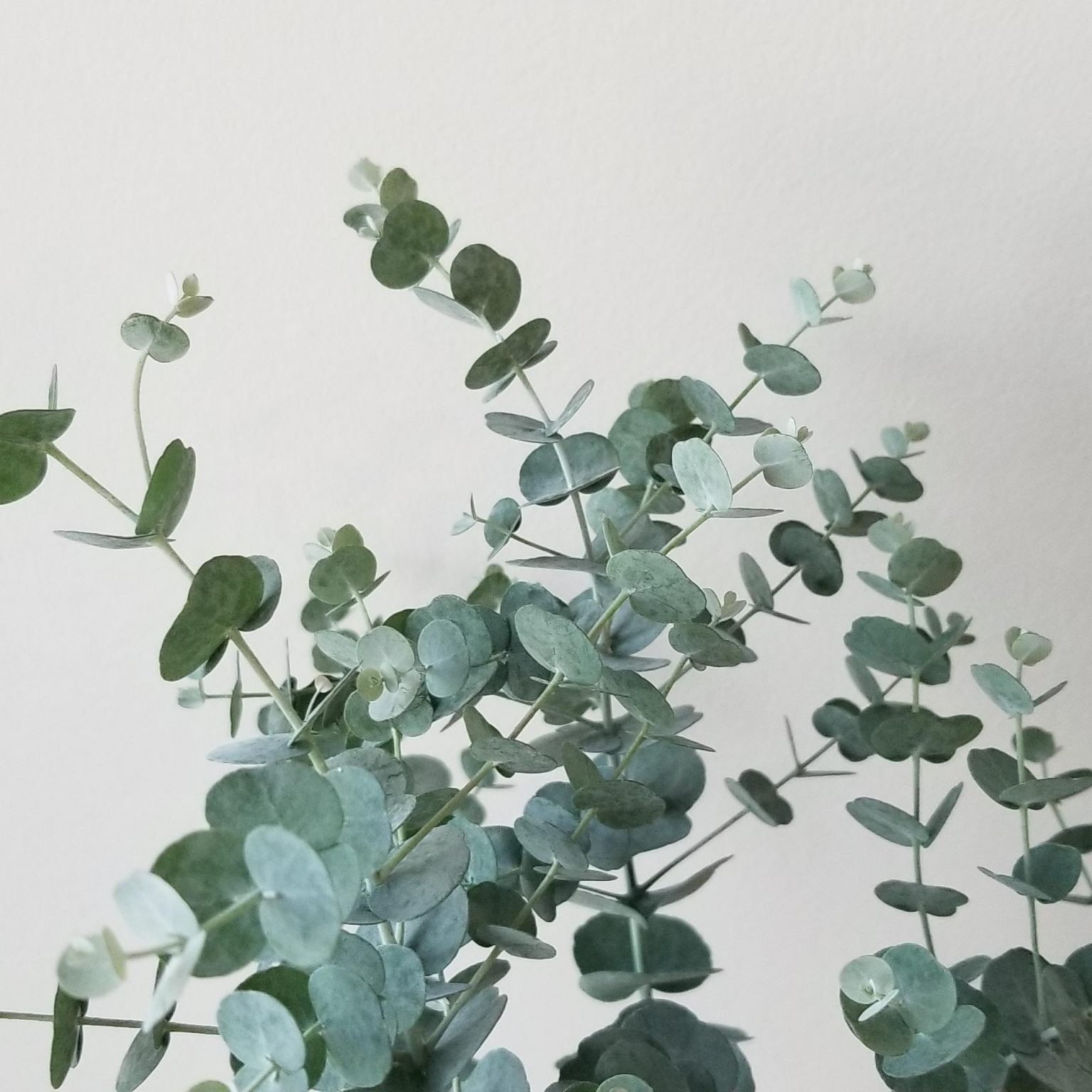 Eucalyptus Cinerea (Okaliptüs)