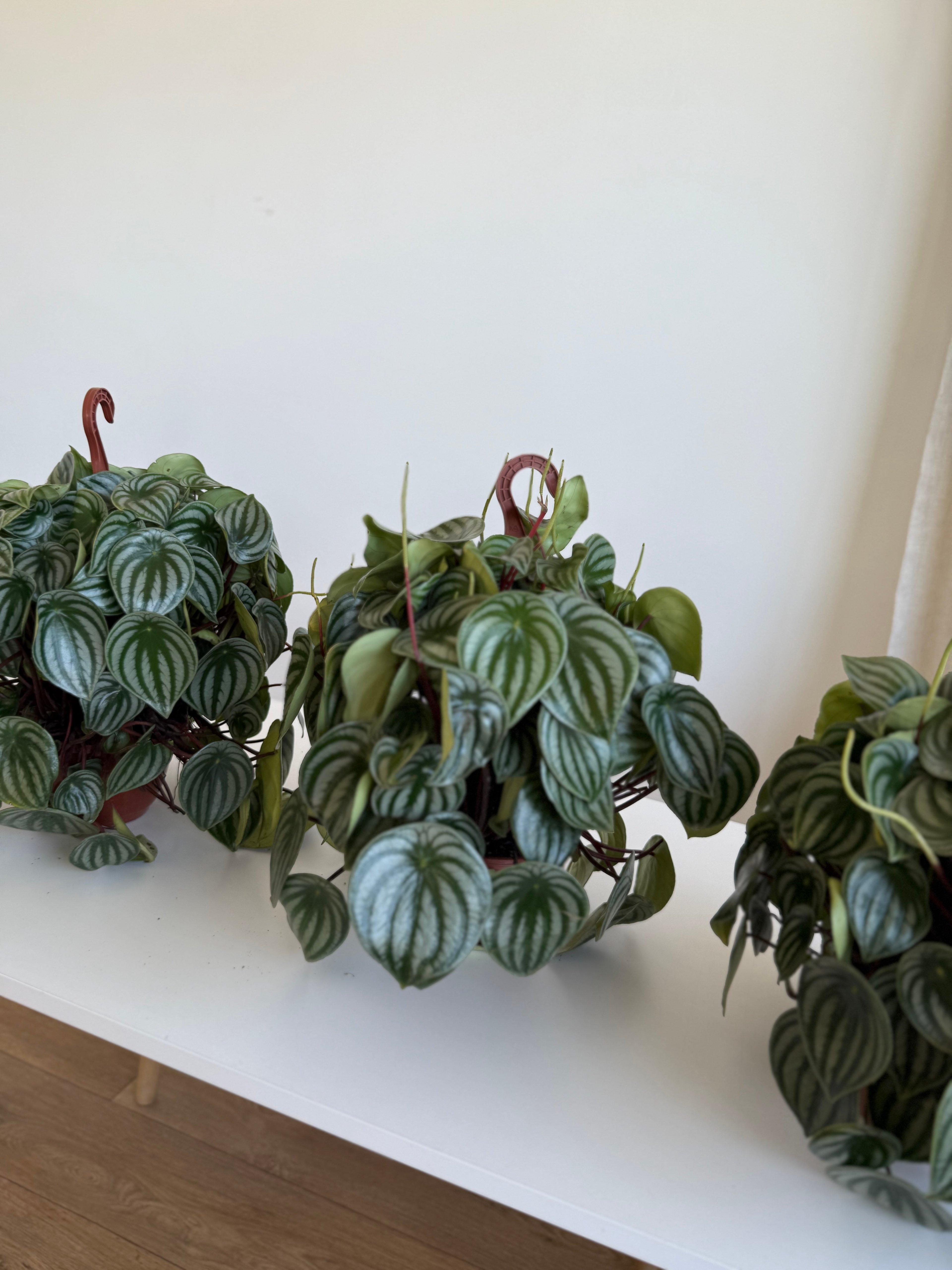 Peperomia Watermelon (Karpuz Peperomia)