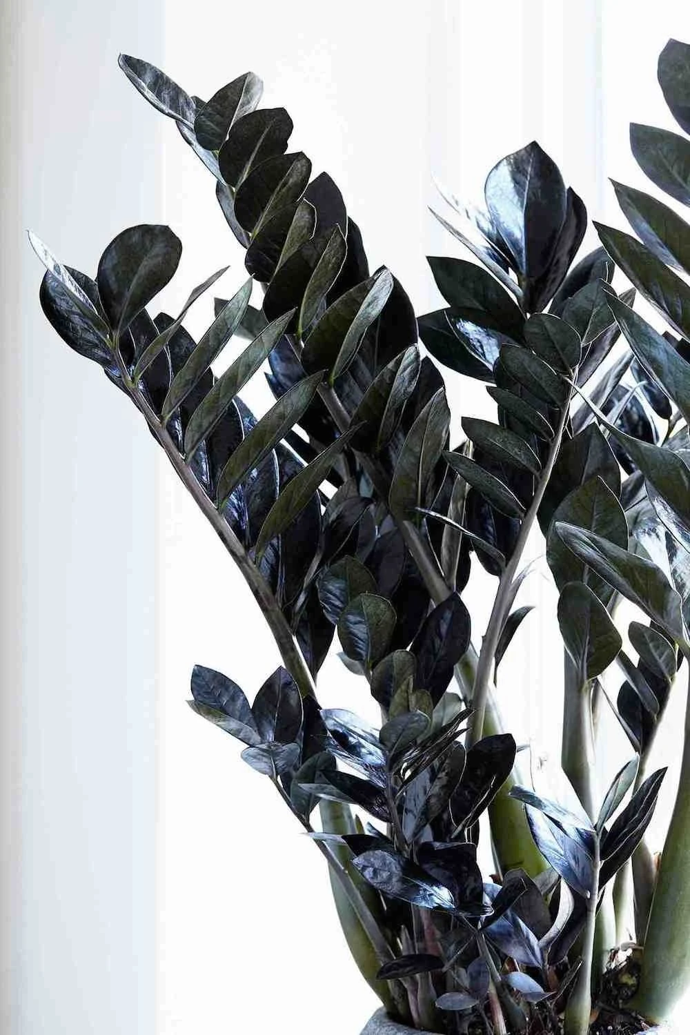 Siyah Zamia (özel tür)