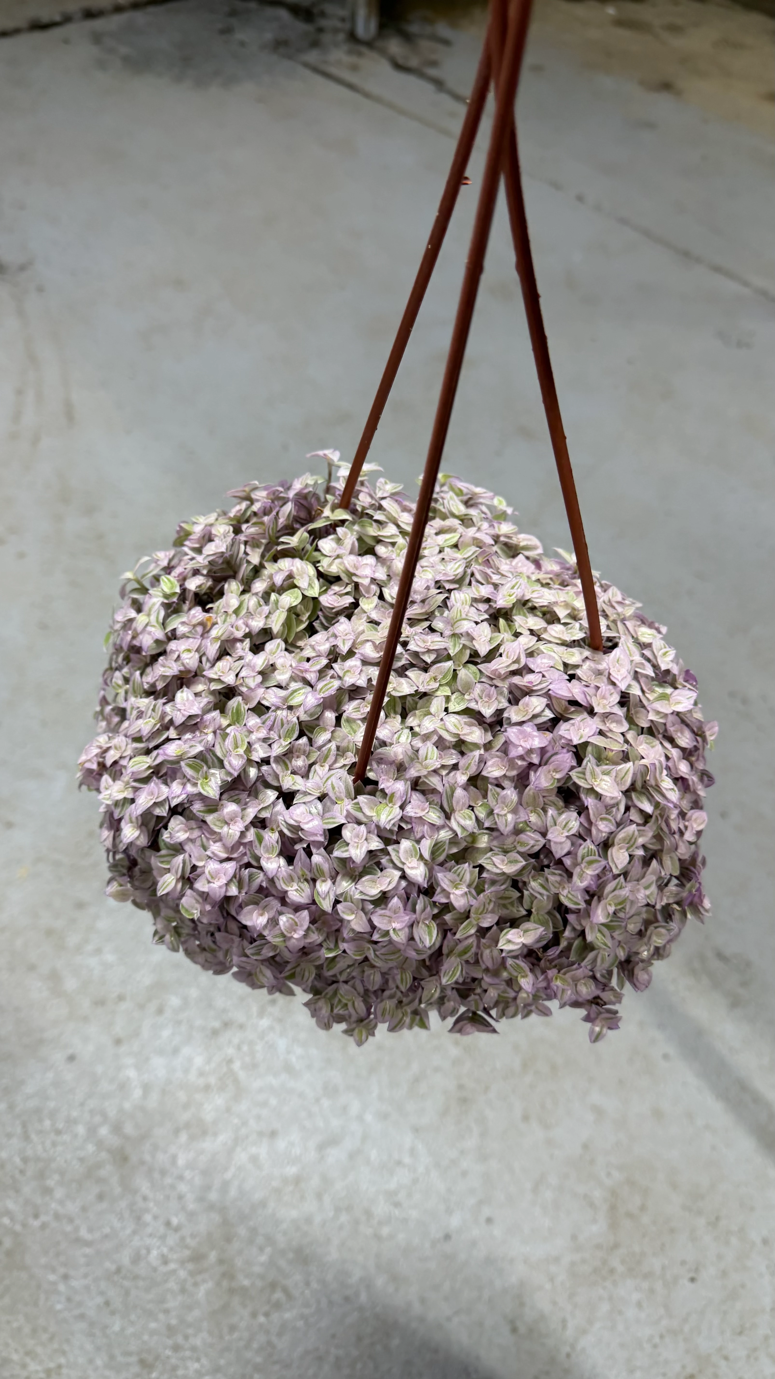 Pink Lady Macrome saksı