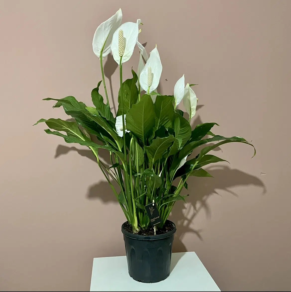 Barış Çiçeği 90-100 cm