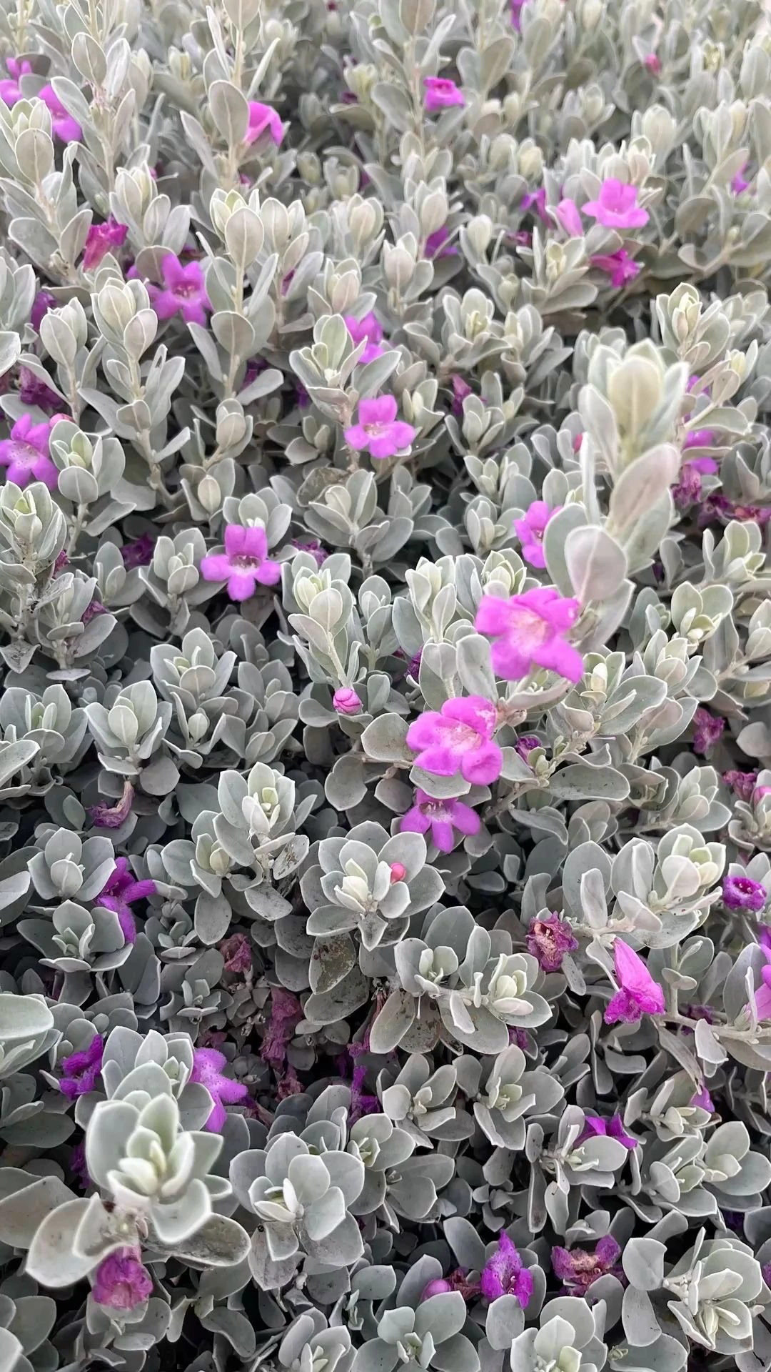 Leucophyllum Frutescens (Texas Sage / Gümüşi Çalı)