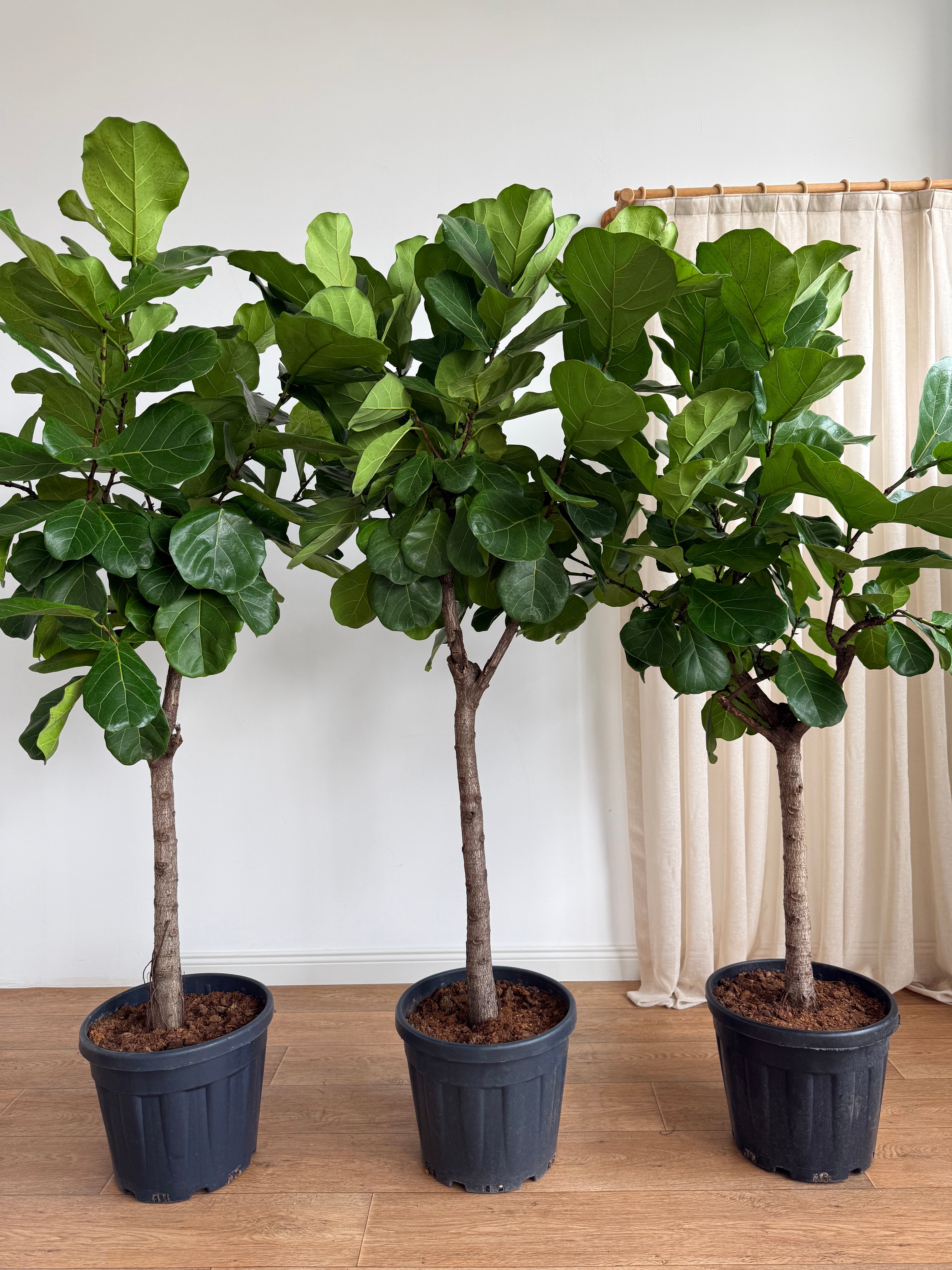 170-190 cm anaç çatallı lyrata (ficus lyrata)