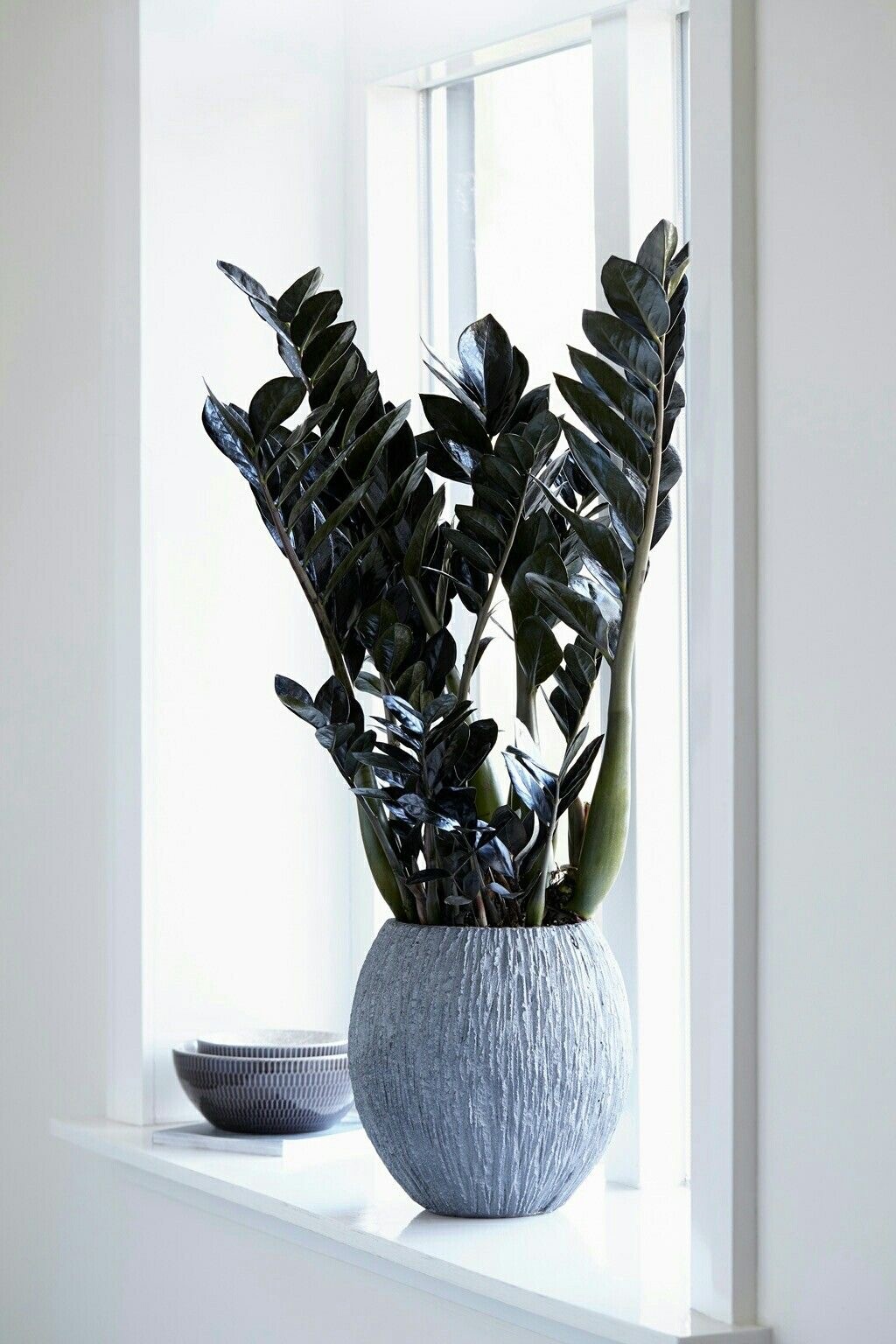 Siyah Zamia (özel tür)