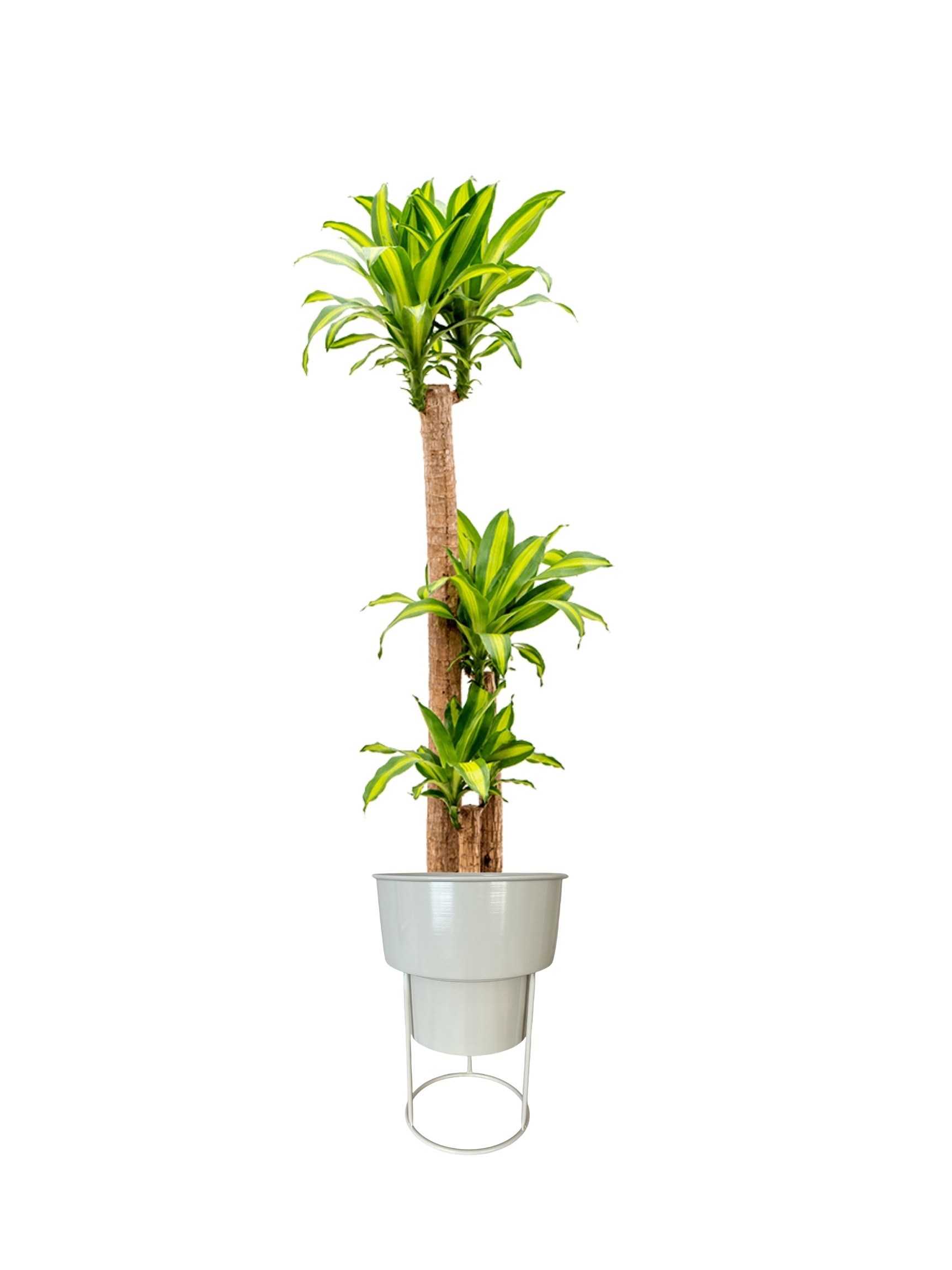 Massengena  Üç Kollu 130-150 cm yuka