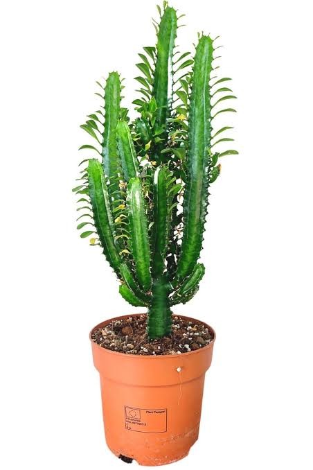 Euphorbia Trigona (Afrika Süt Ağacı 40-50 cm)